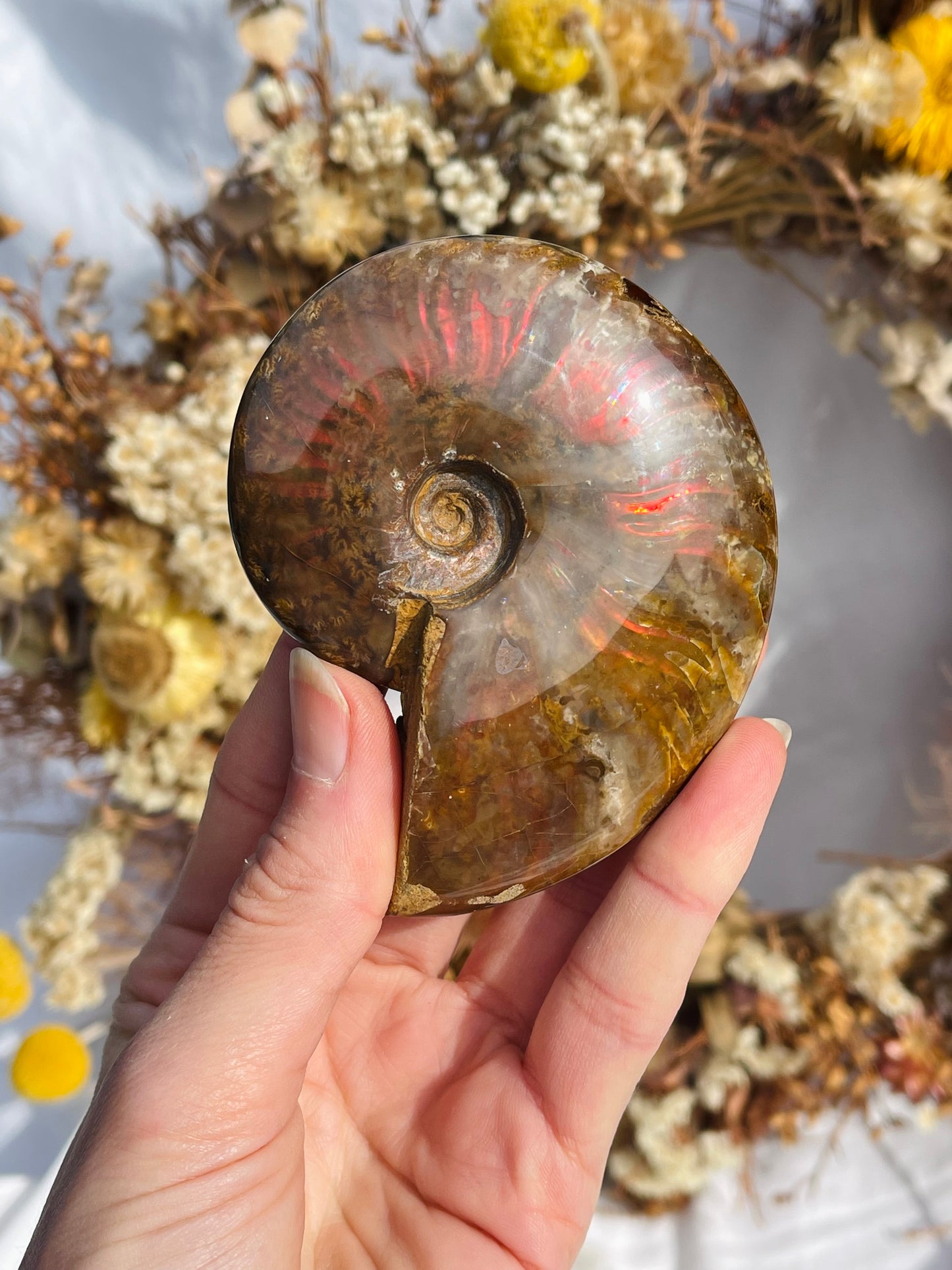 Opalised Ammonite Fossil