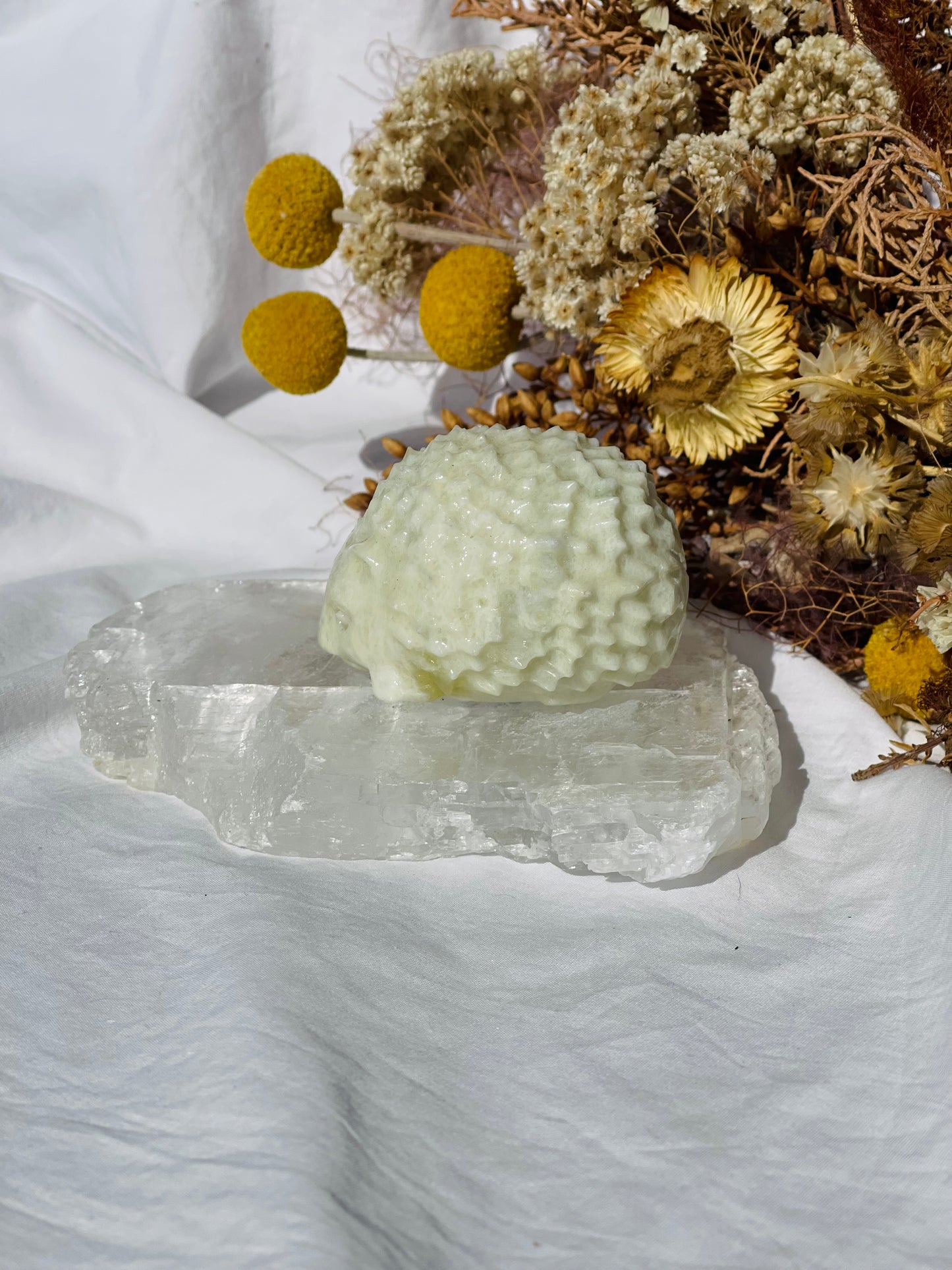 Lemon Jade Hedgehog #2