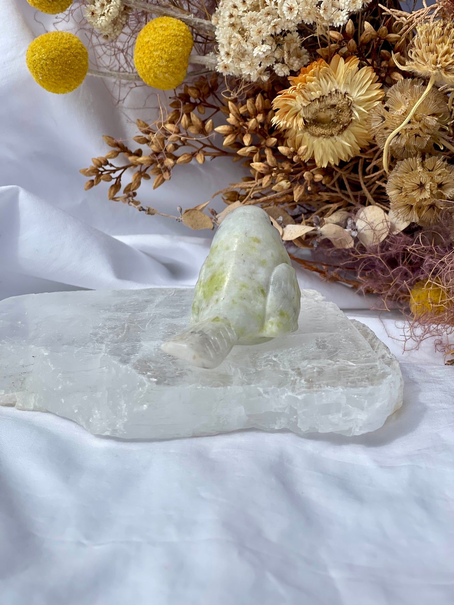 Lemon jade bird 5