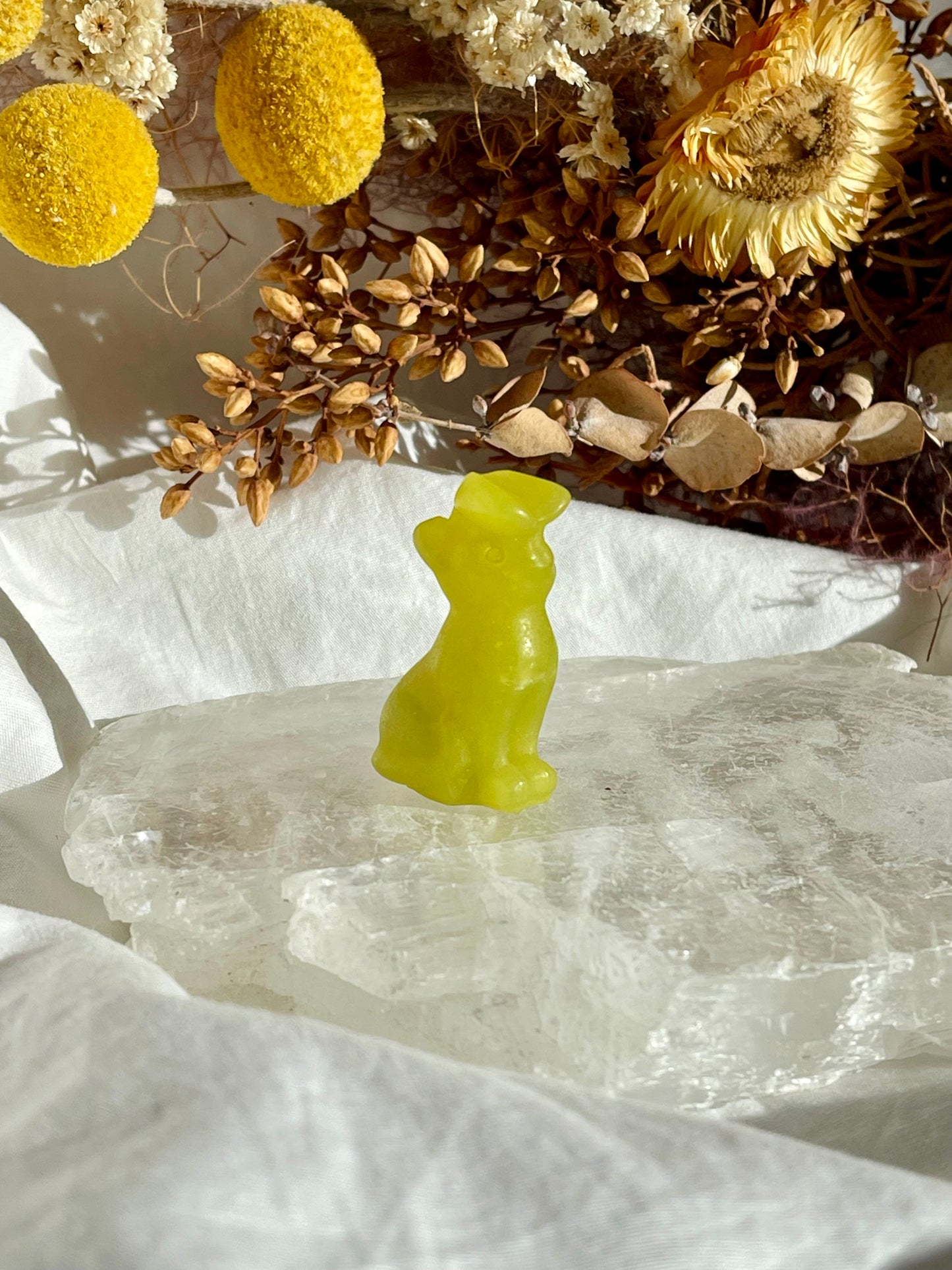 Lemon Jade Cat With Butterfly