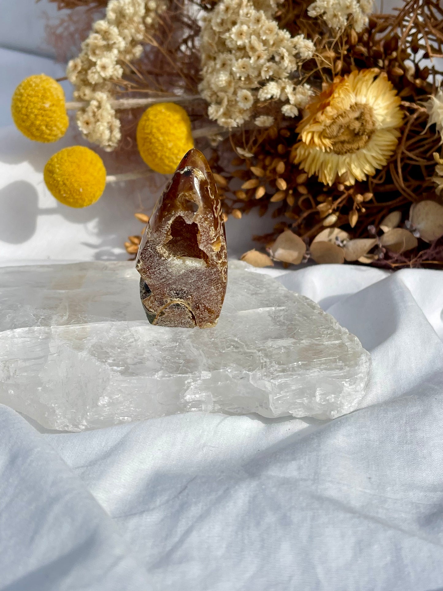 Ammonite Critter #2