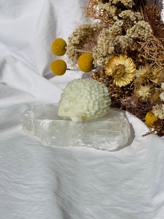 Lemon Jade Hedgehog #2