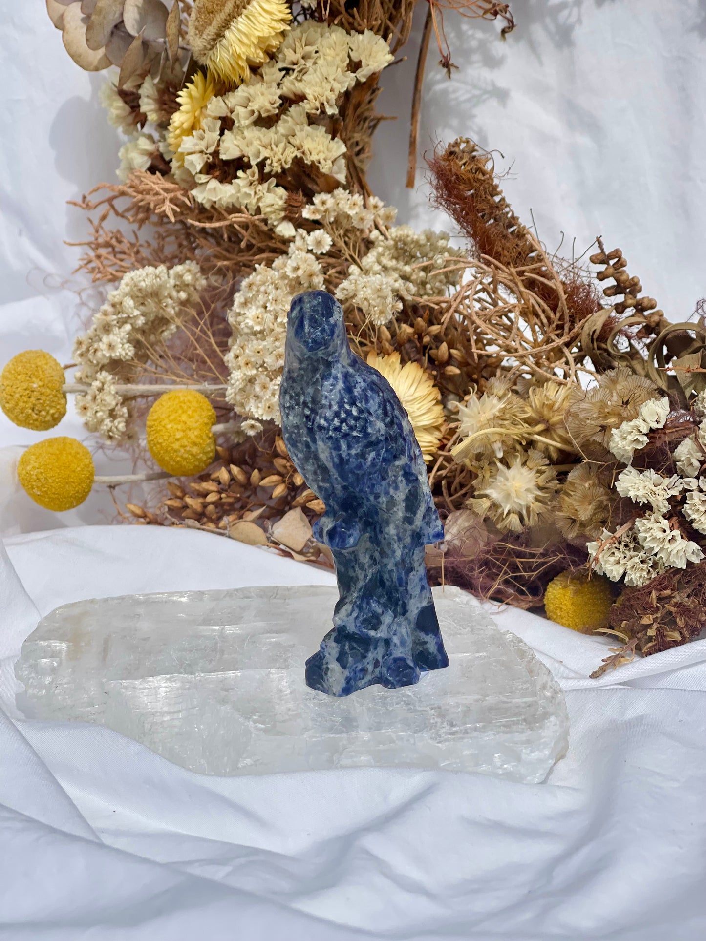 Sodalite Parrot