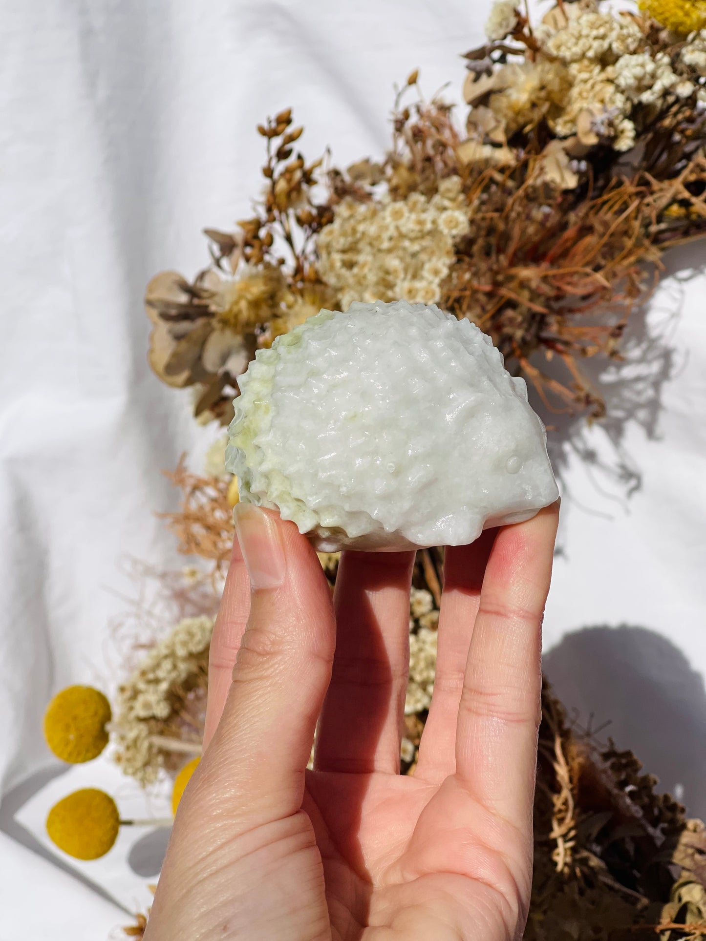 Lemon Jade Hedgehog #1