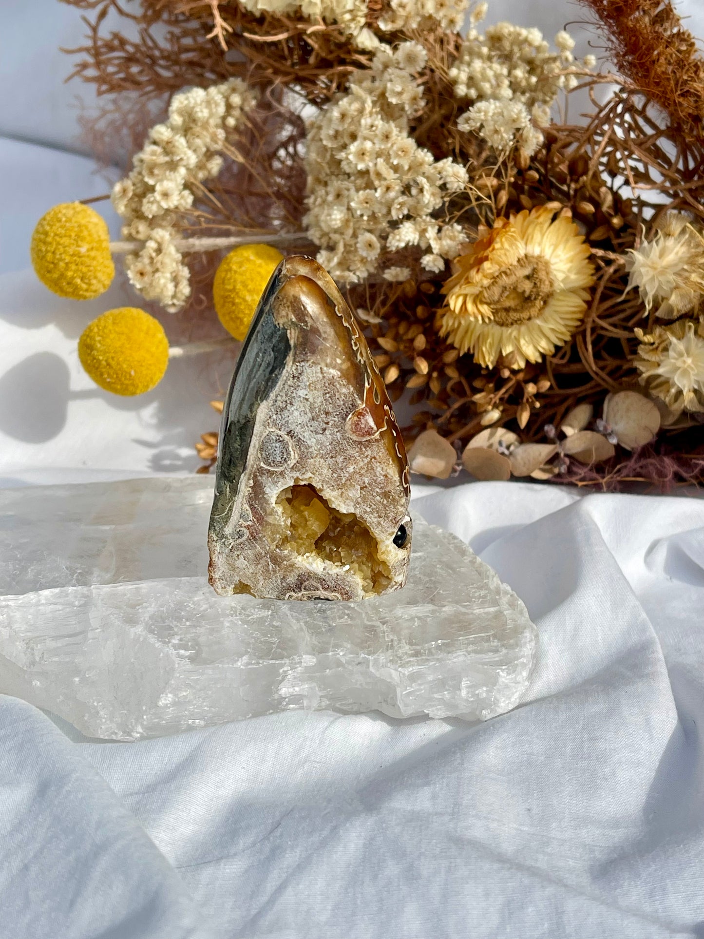 Ammonite Critter #4