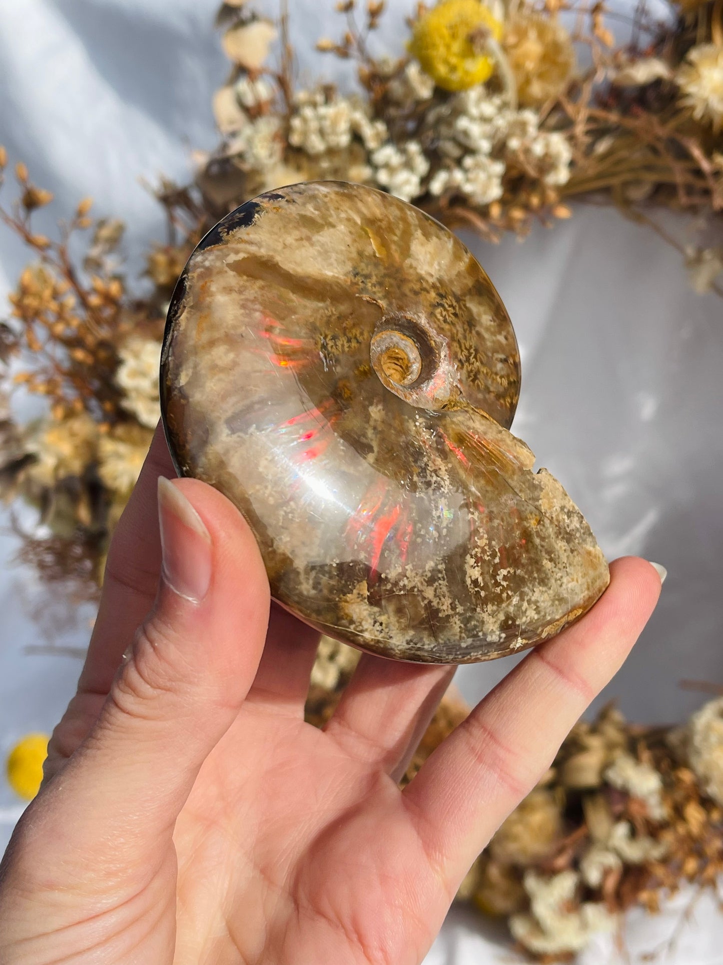 Opalised Ammonite Fossil