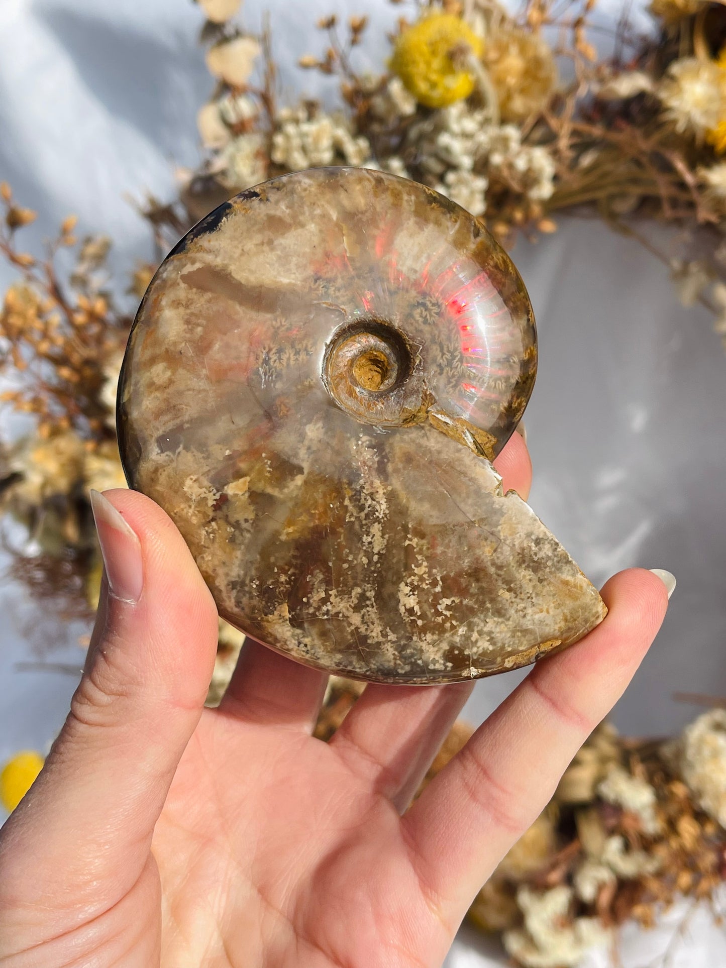 Opalised Ammonite Fossil