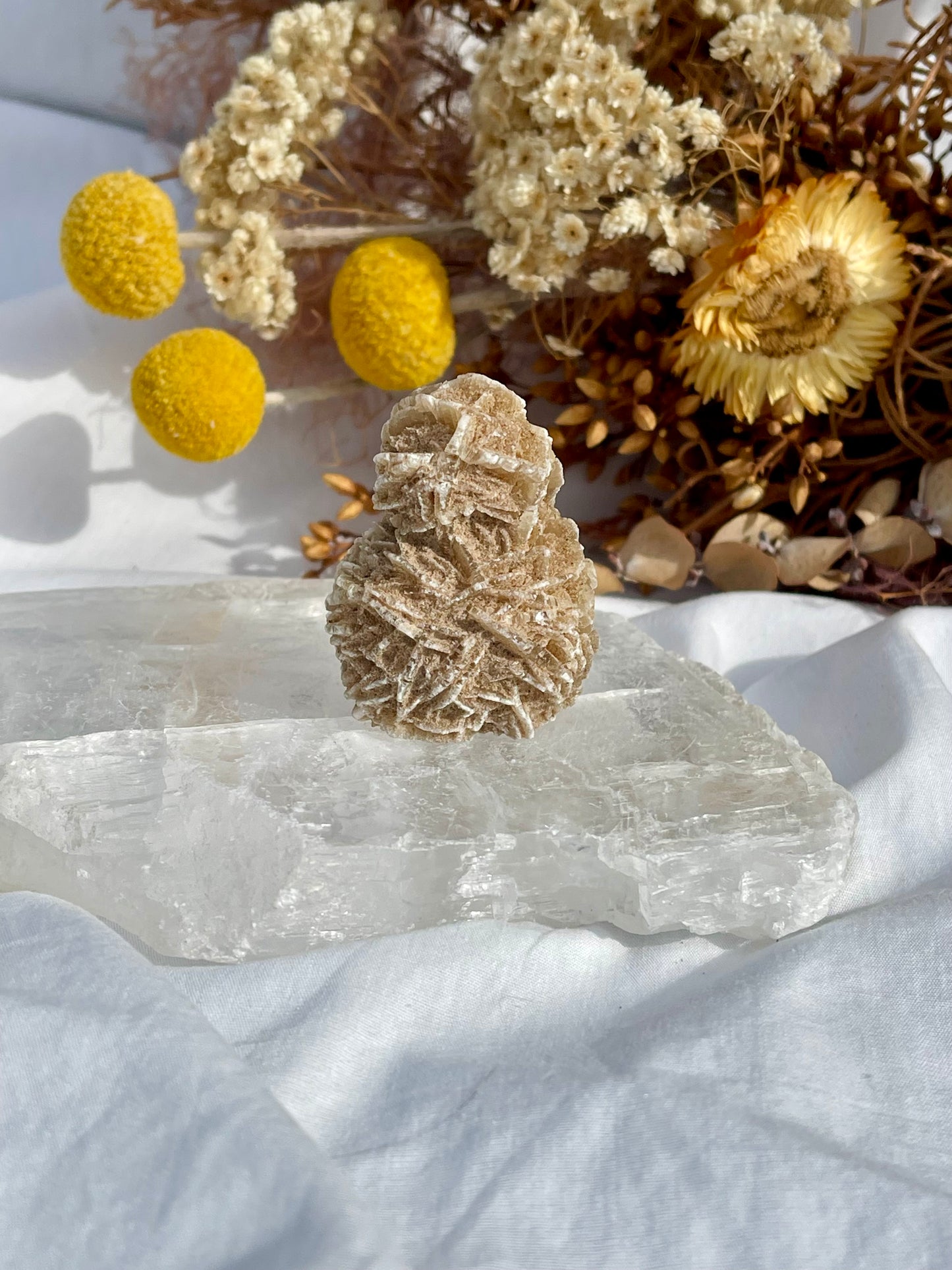 Desert Rose Critter #4