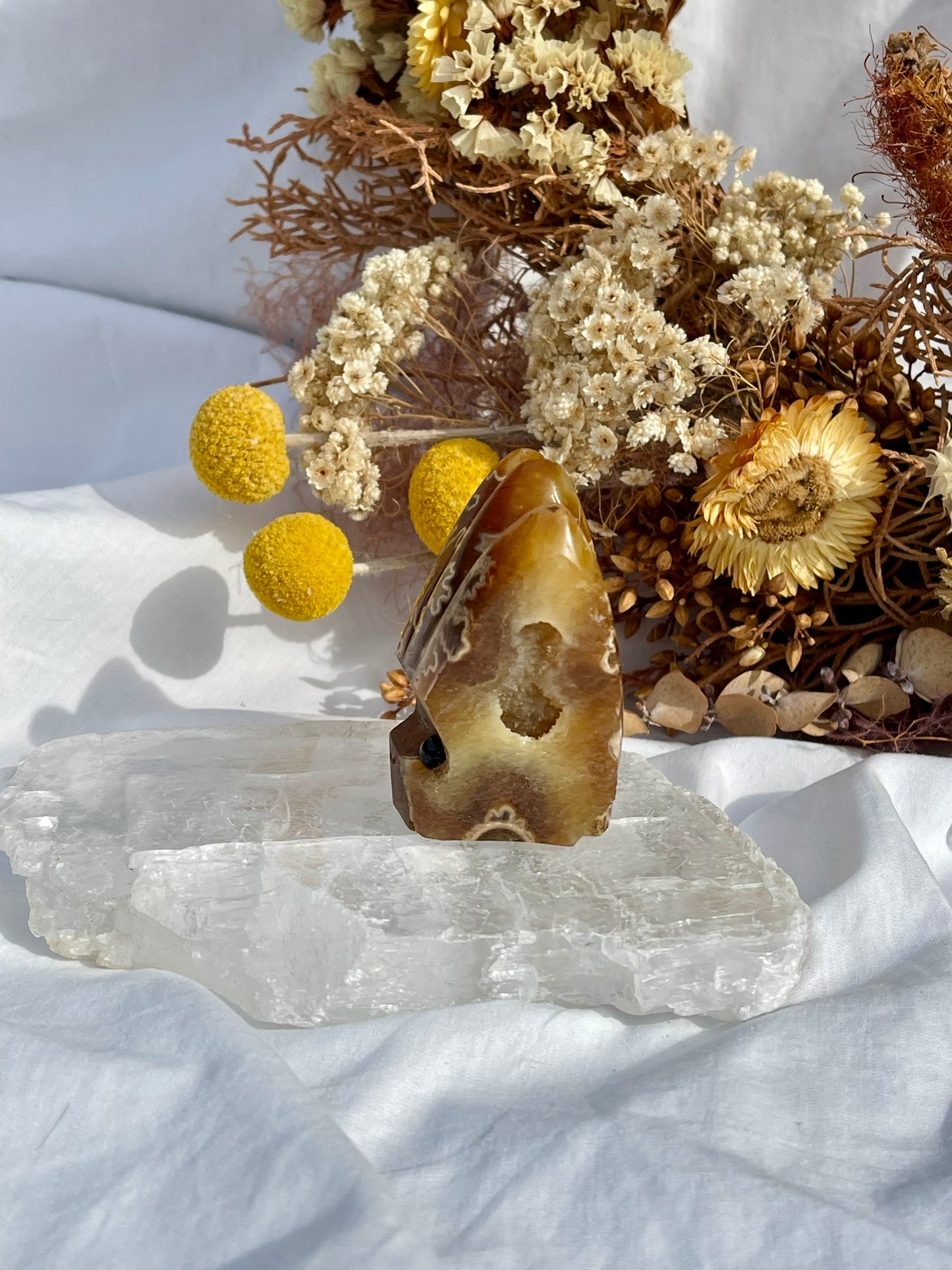 Ammonite Critter #1
