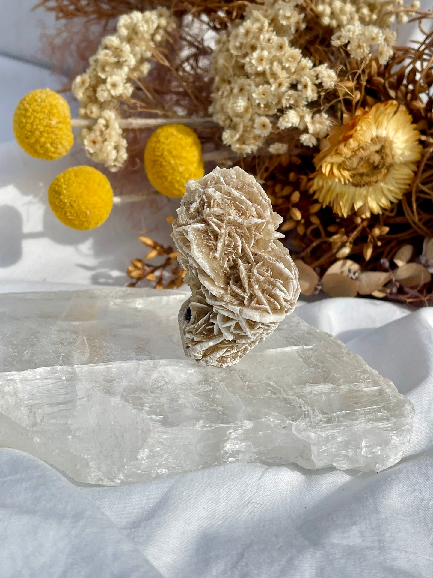 Desert Rose Critter #5