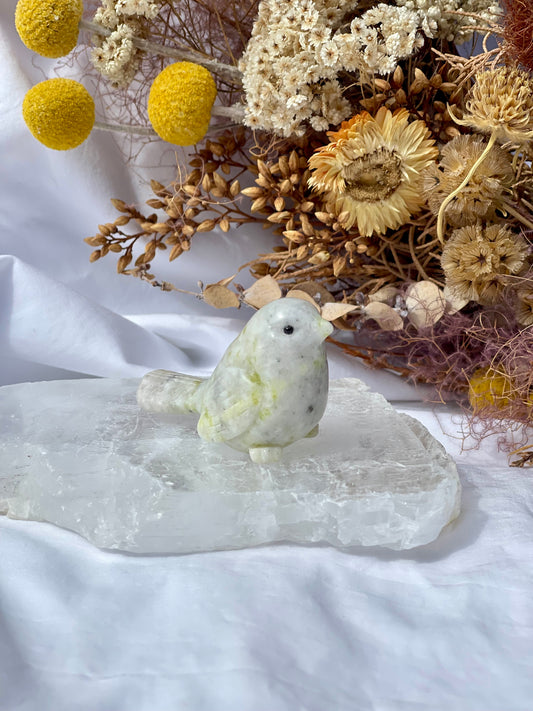 Lemon jade bird 5