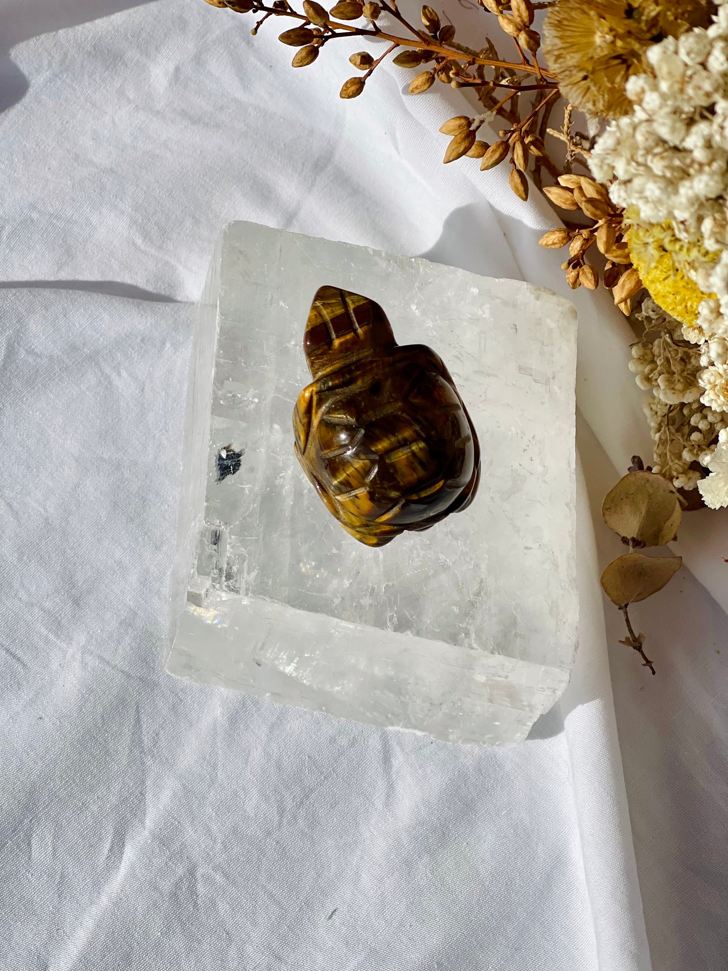 Tiger Eye Turtle