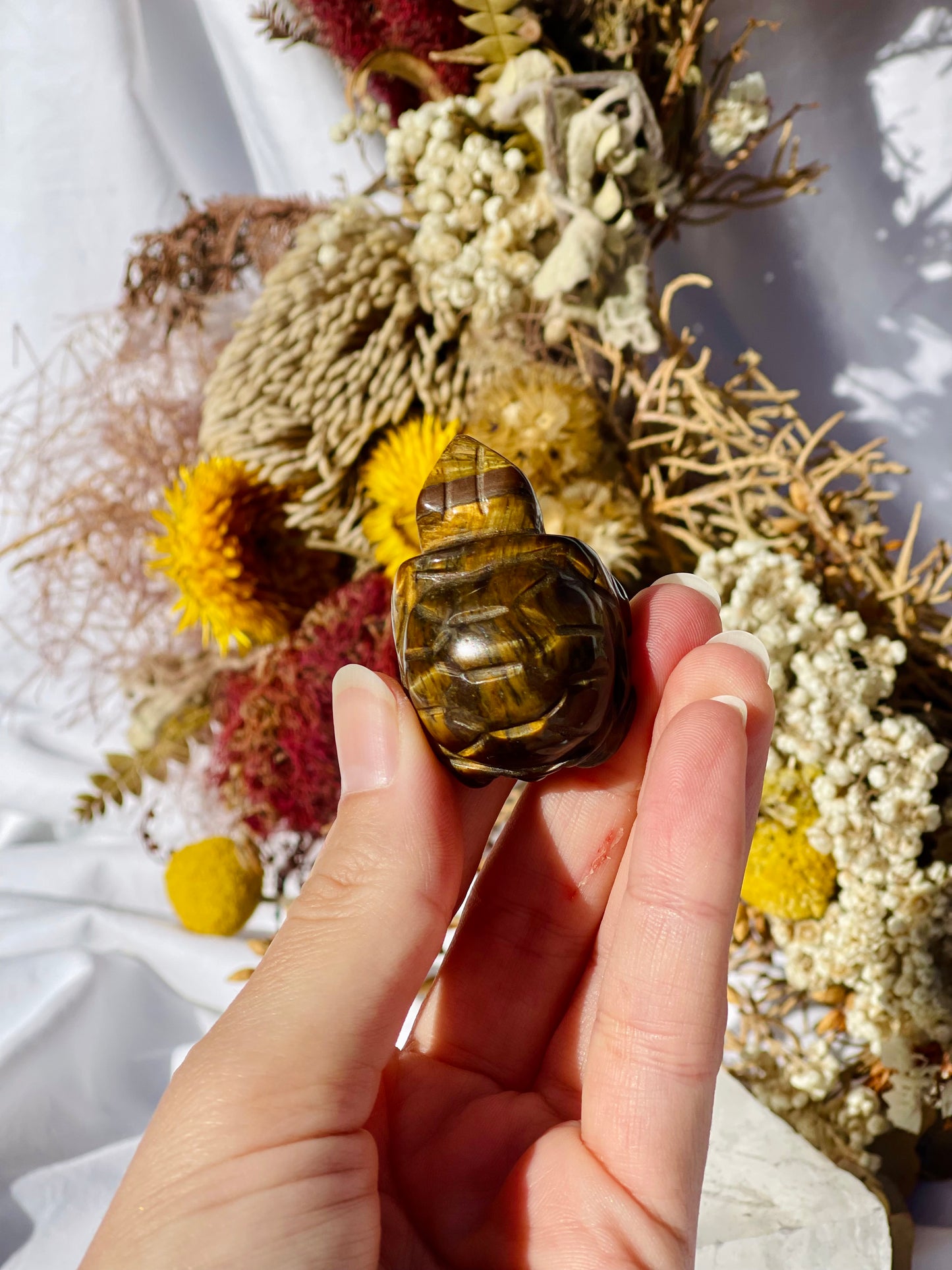 Tiger Eye Turtle