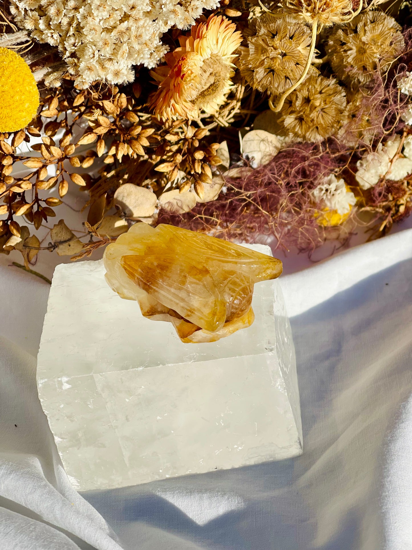 Golden Healer Cicada