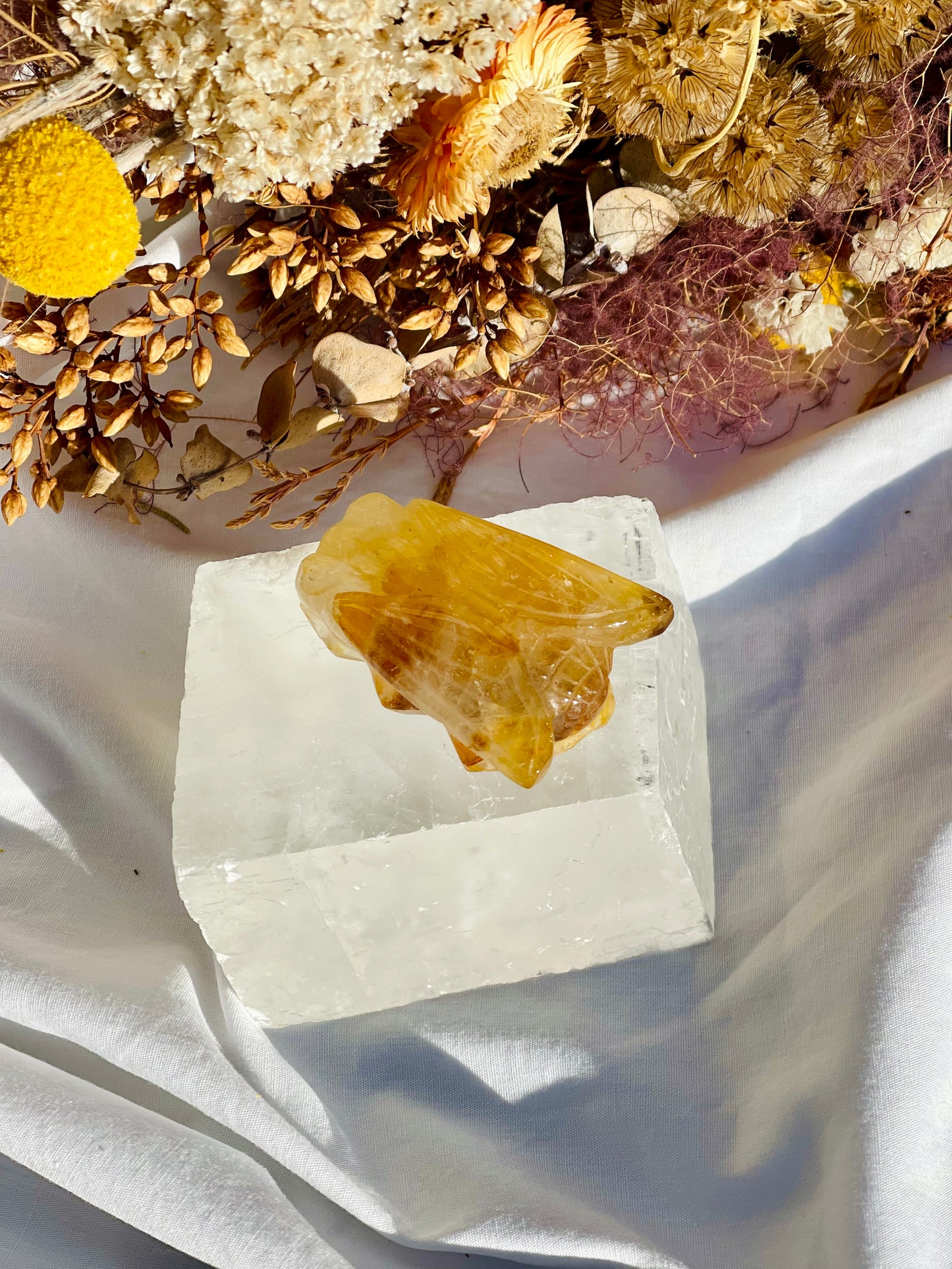 Golden Healer Cicada