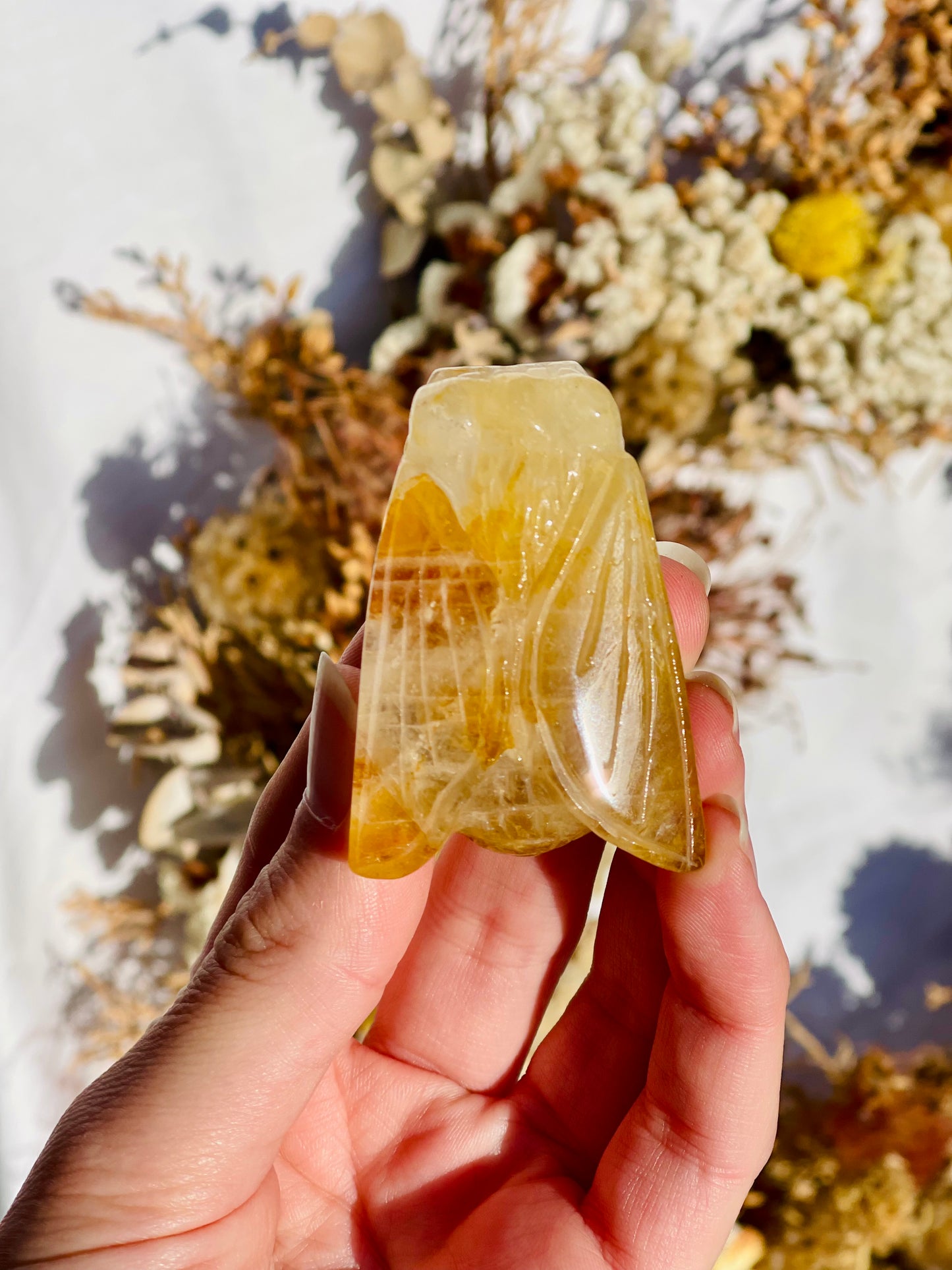 Golden Healer Cicada