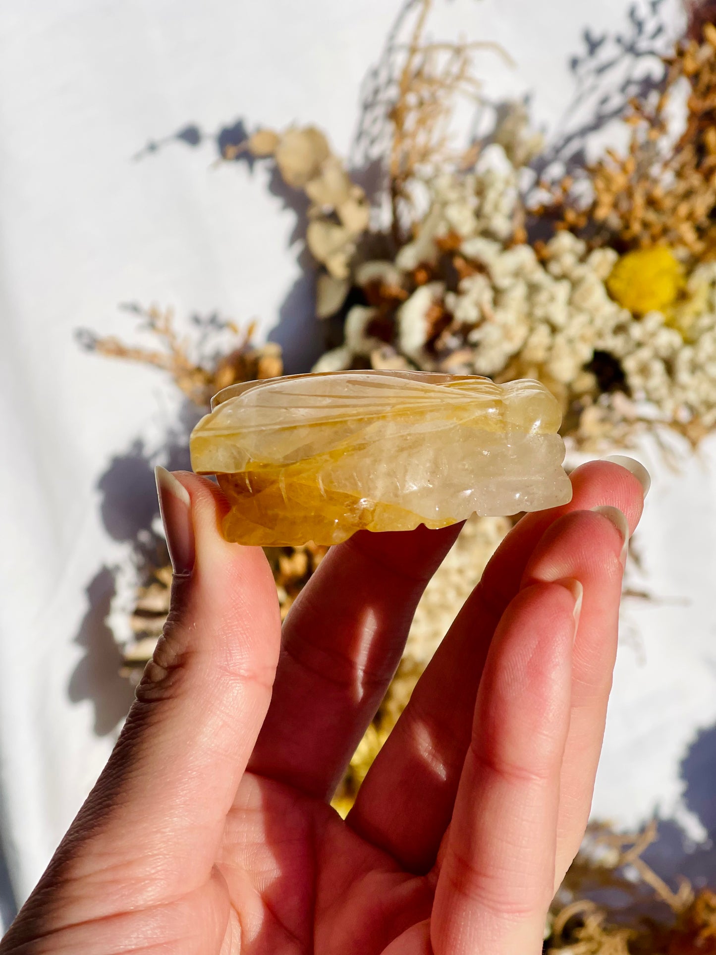 Golden Healer Cicada