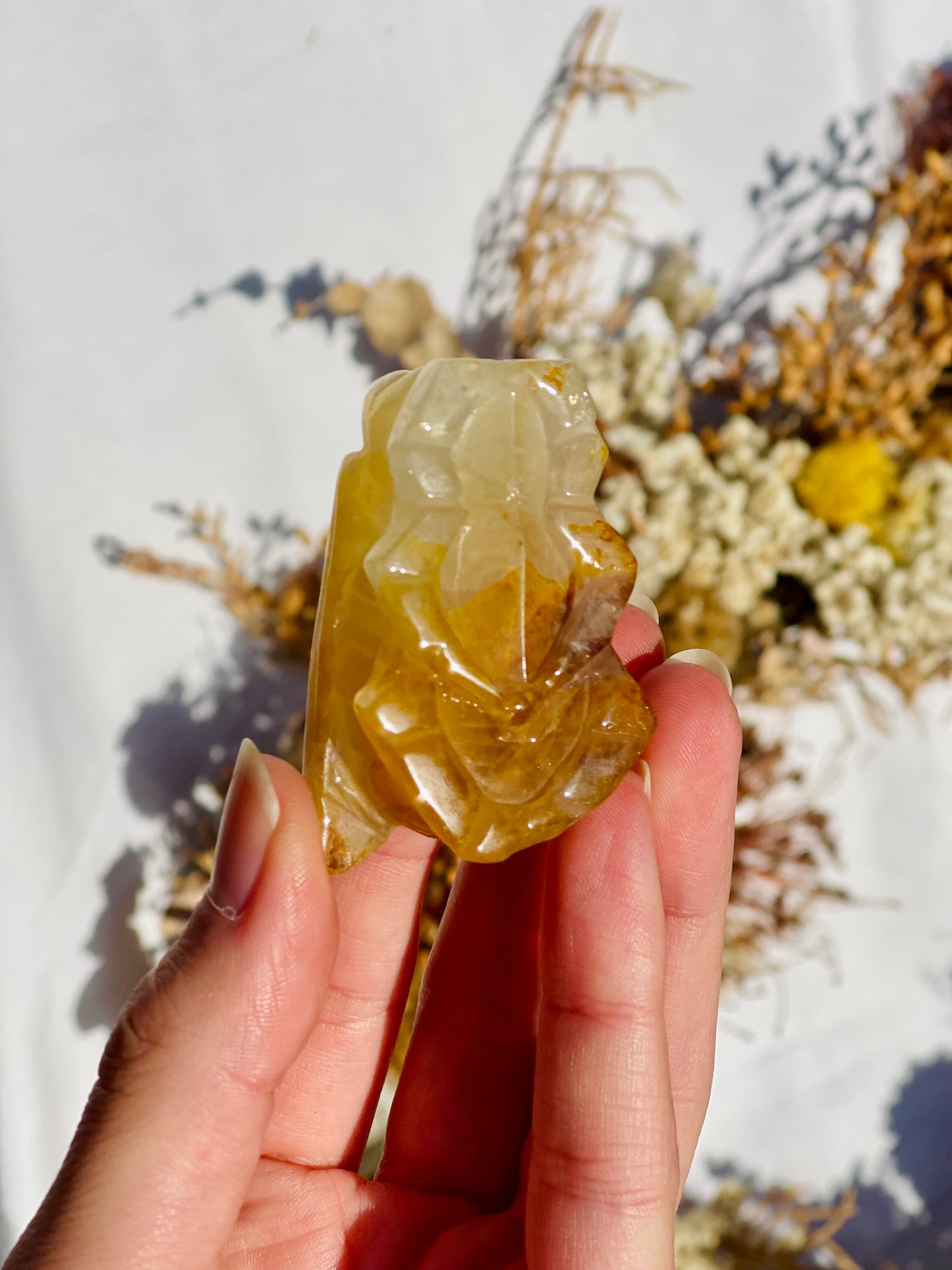 Golden Healer Cicada