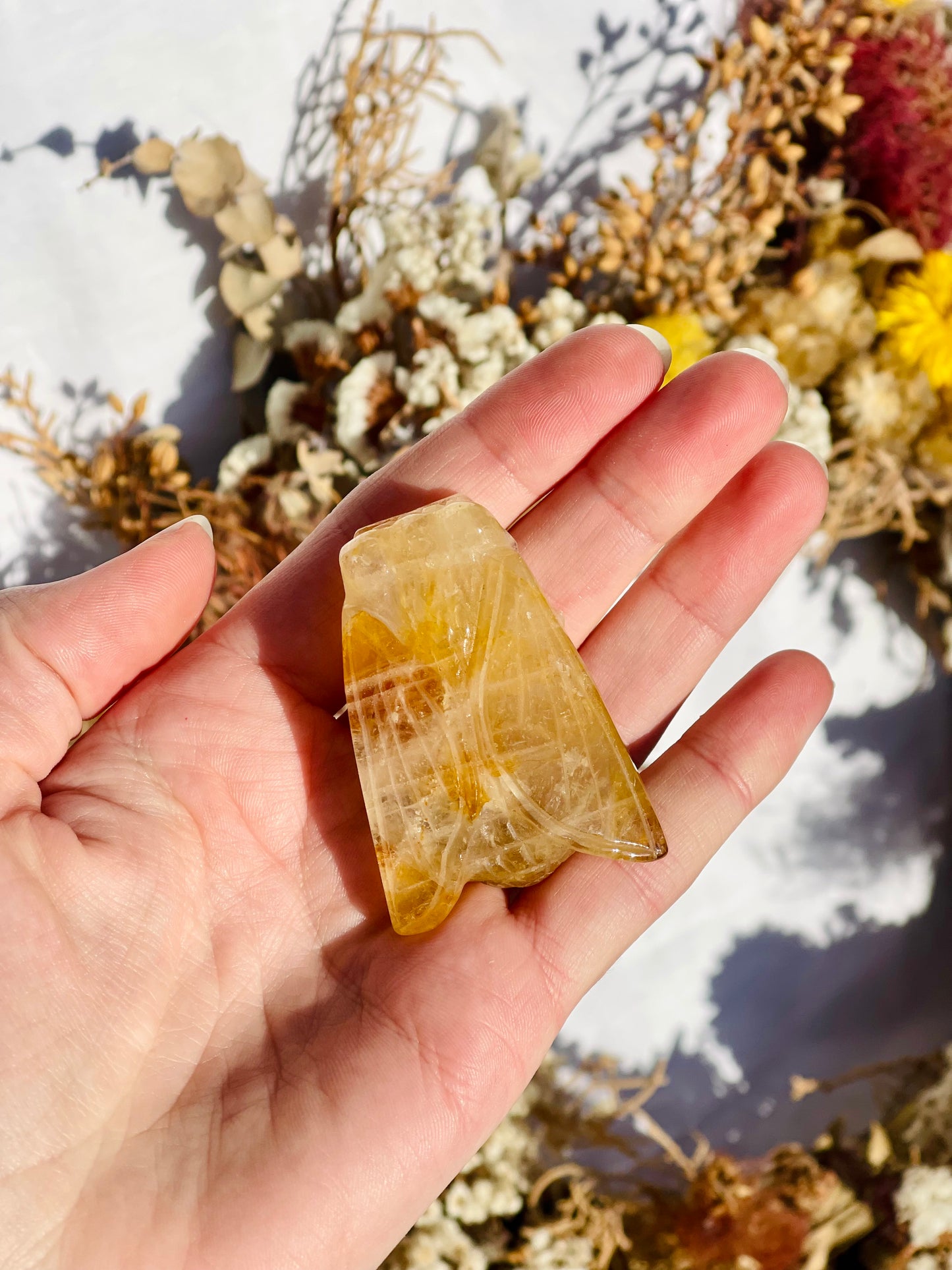 Golden Healer Cicada