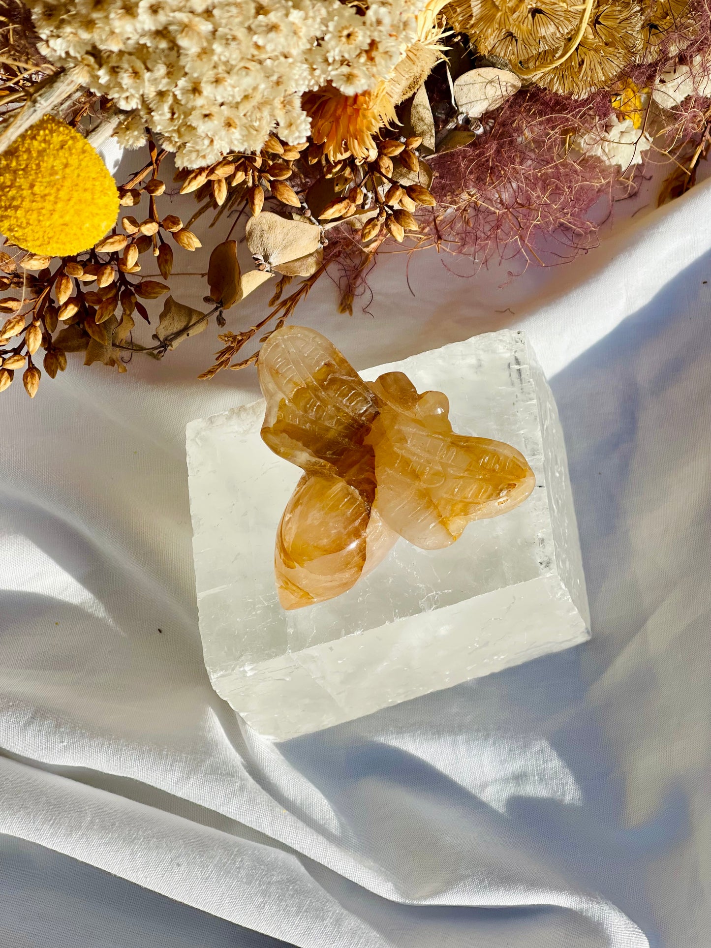 Golden Healer bee