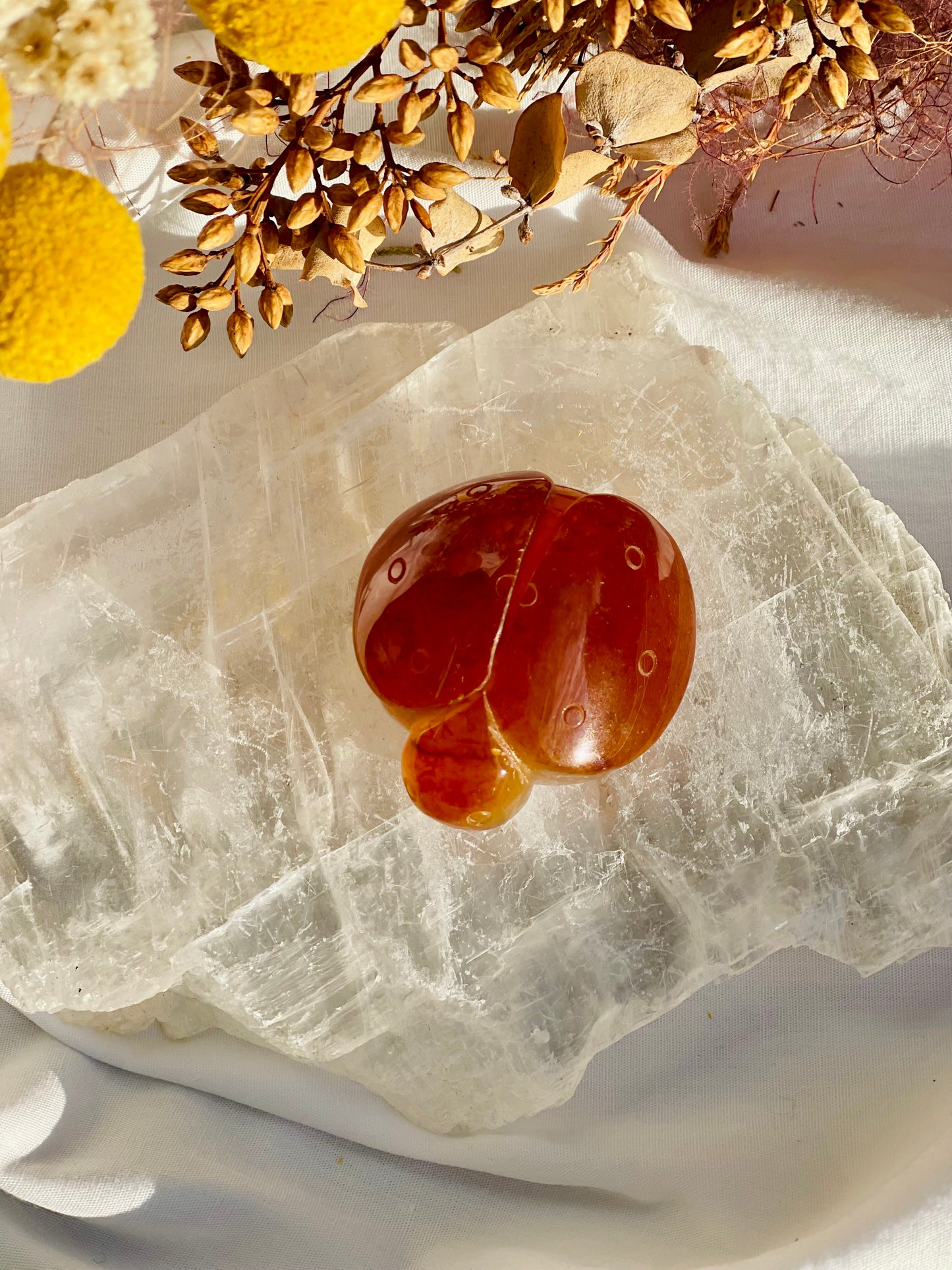 Carnelian Ladybug