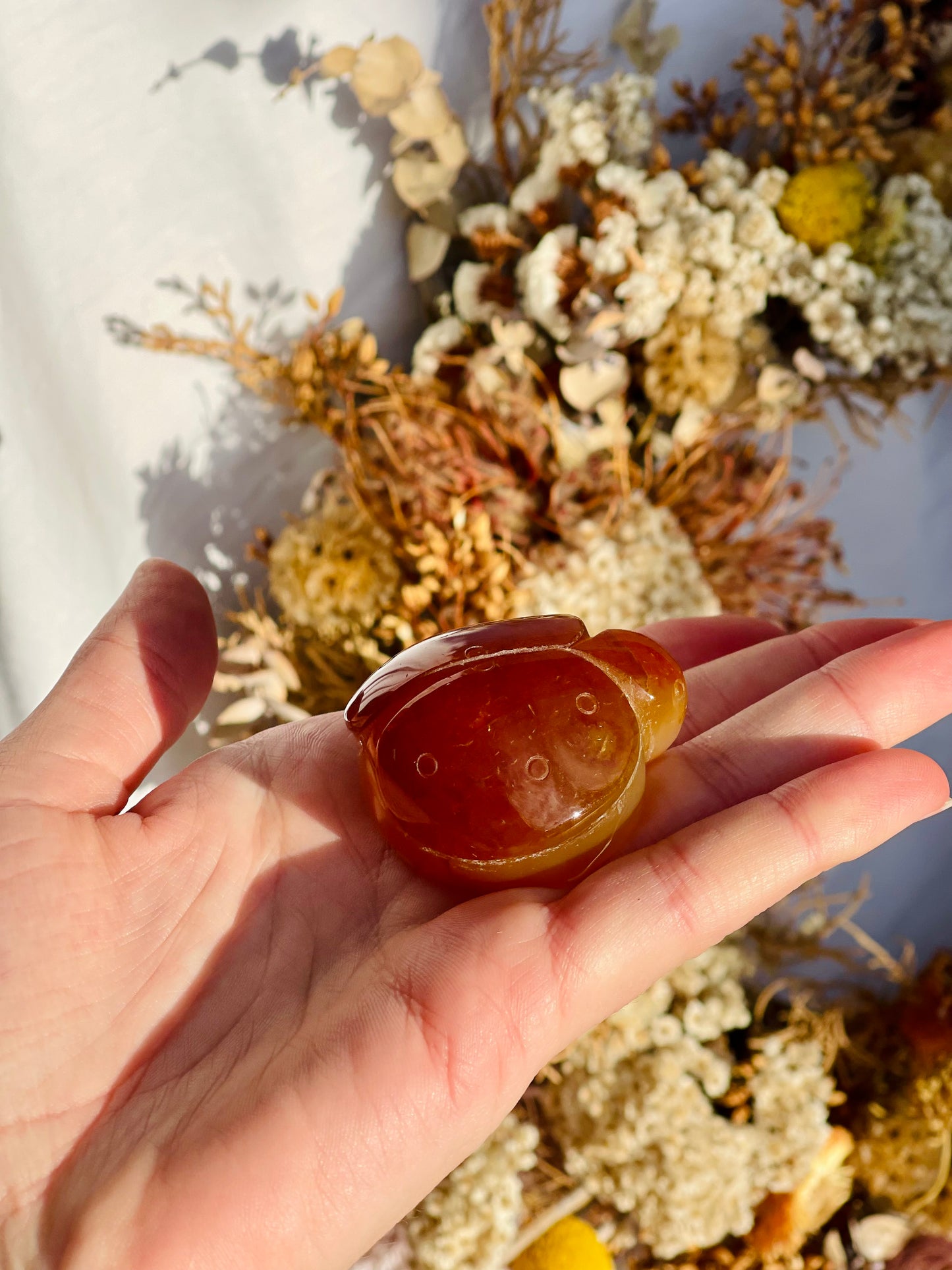 Carnelian Ladybug