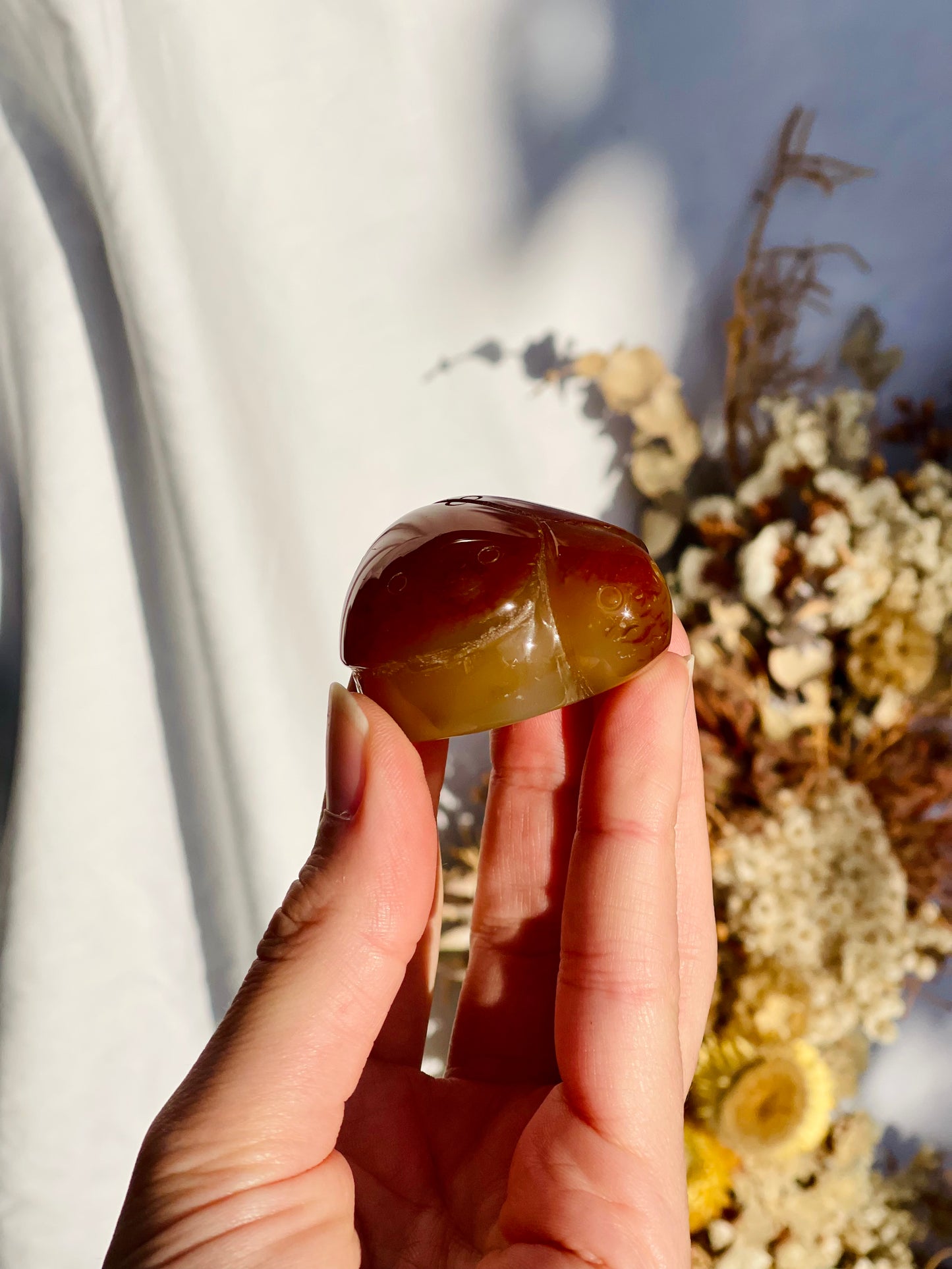 Carnelian Ladybug