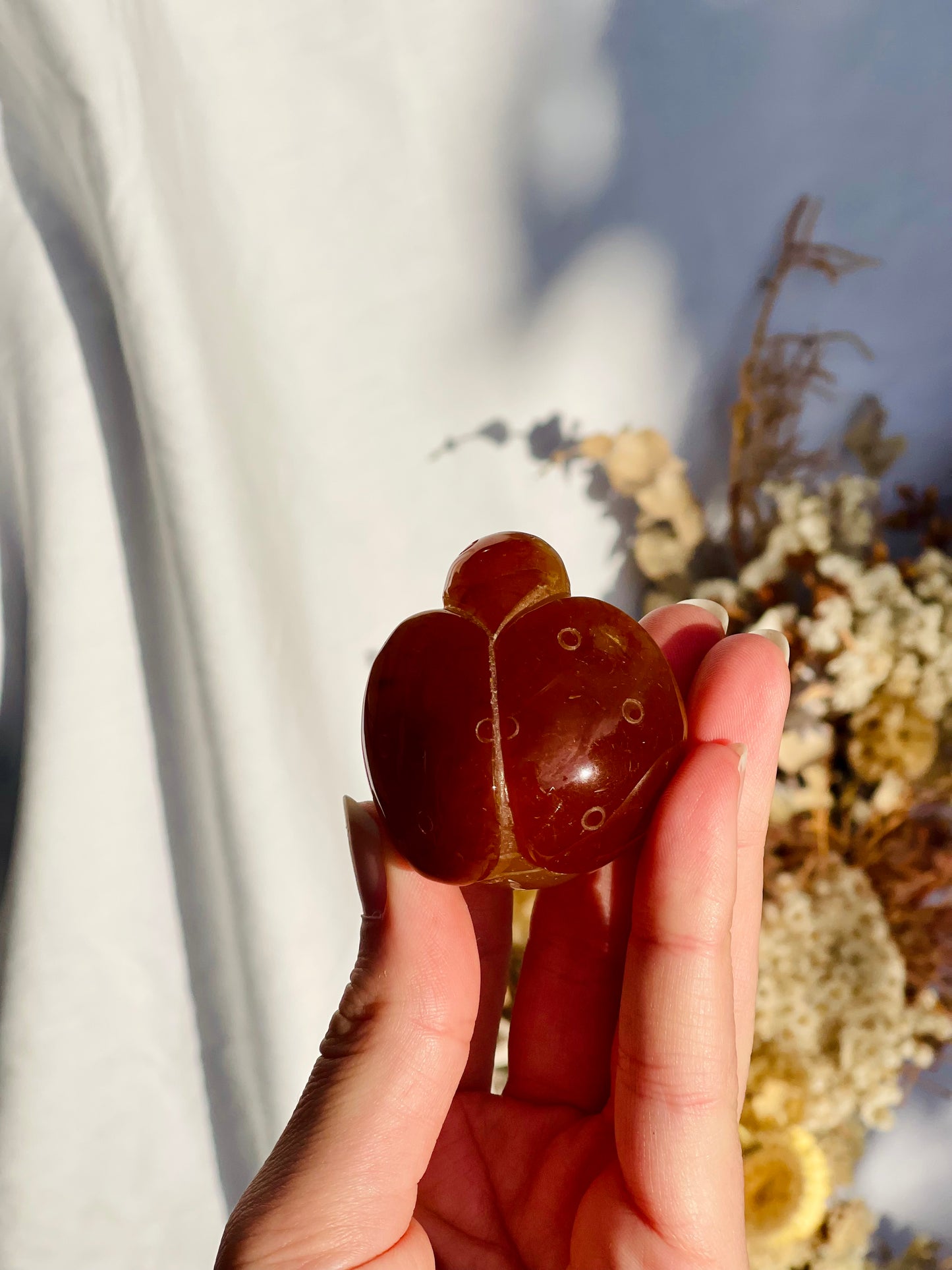 Carnelian Ladybug