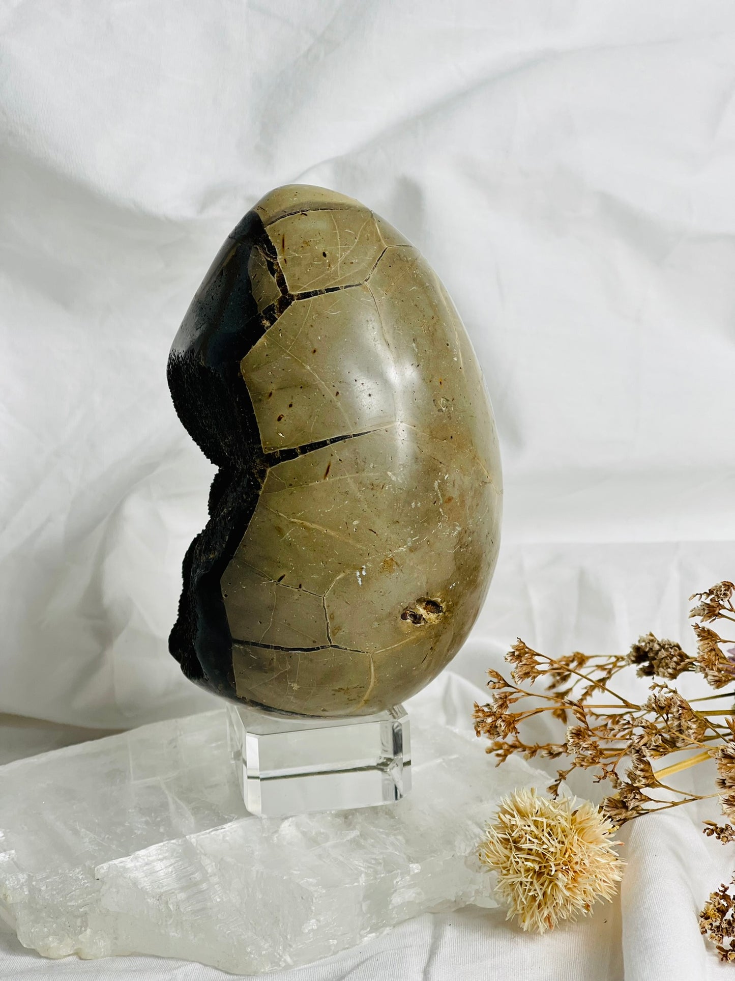 Black Septarian Egg
