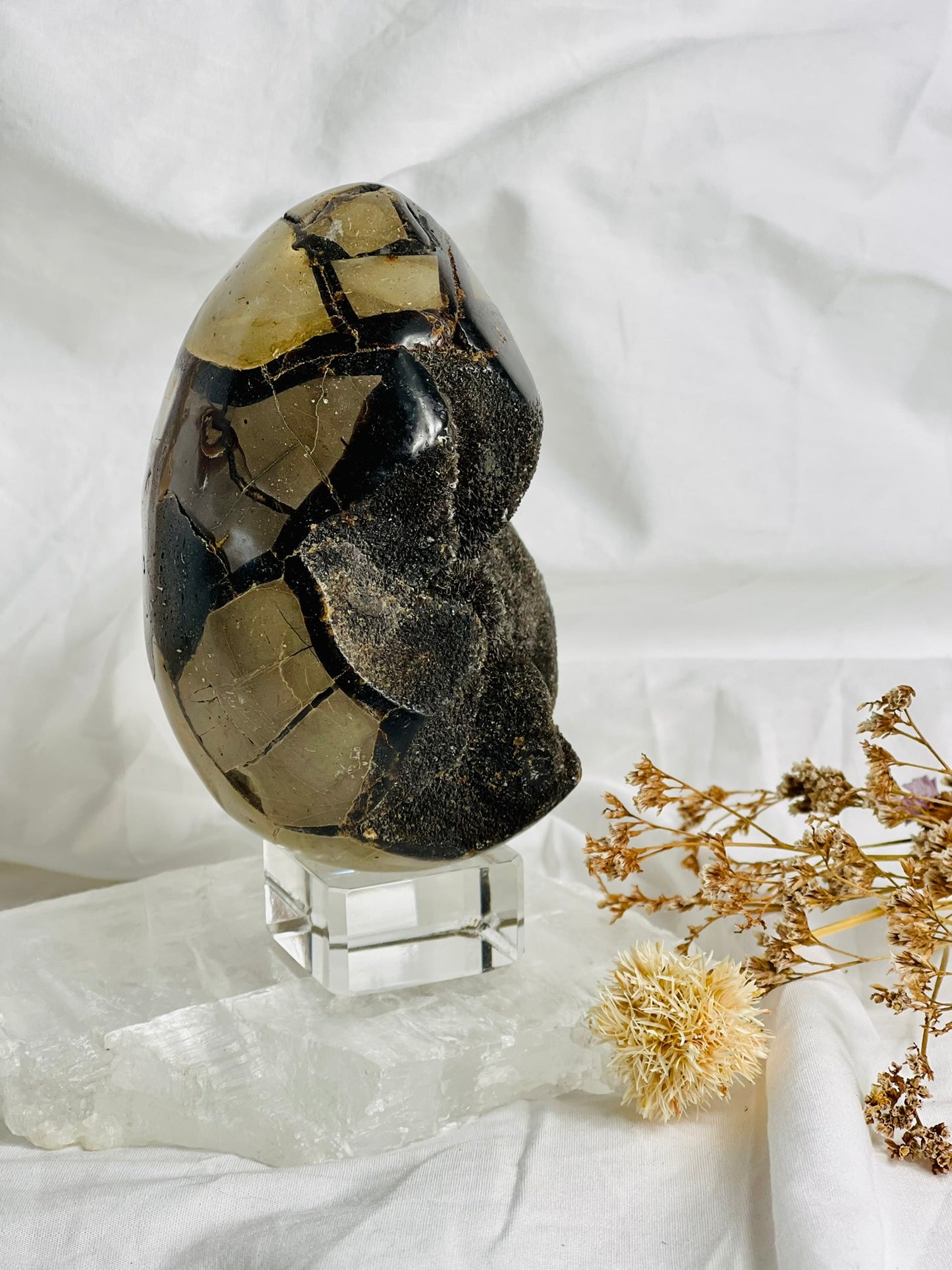 Black Septarian Egg