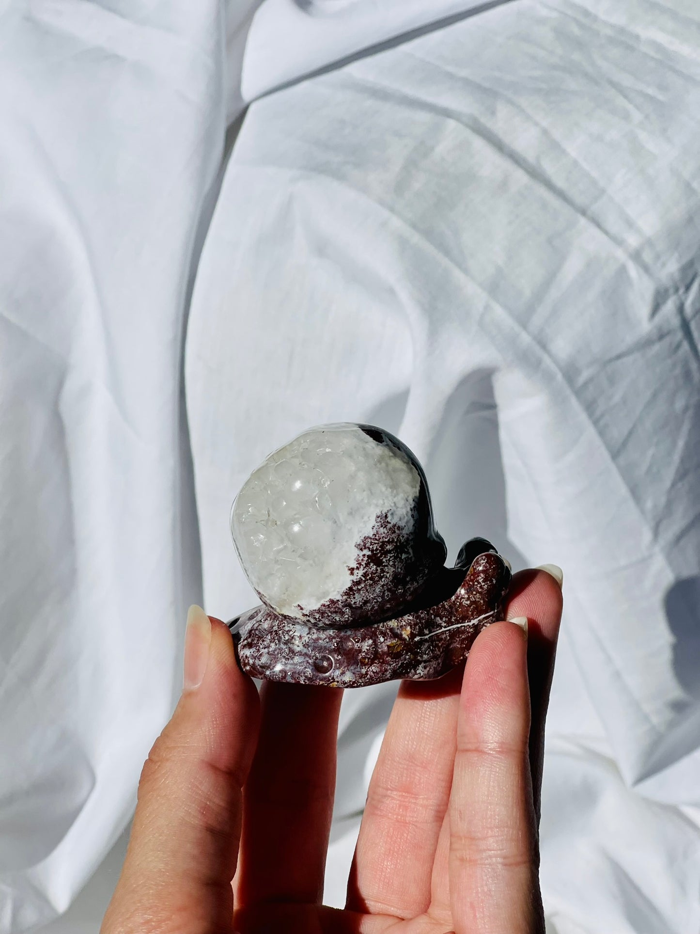 Ocean Jasper Snail