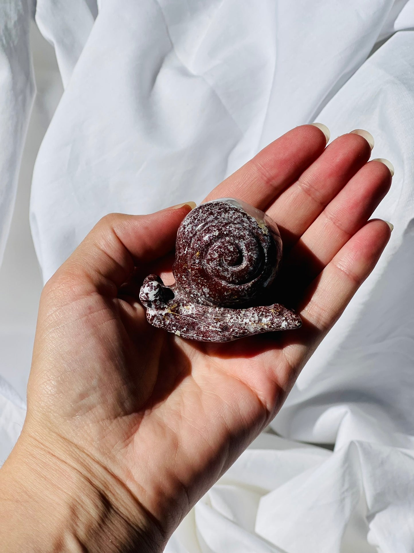 Ocean Jasper Snail