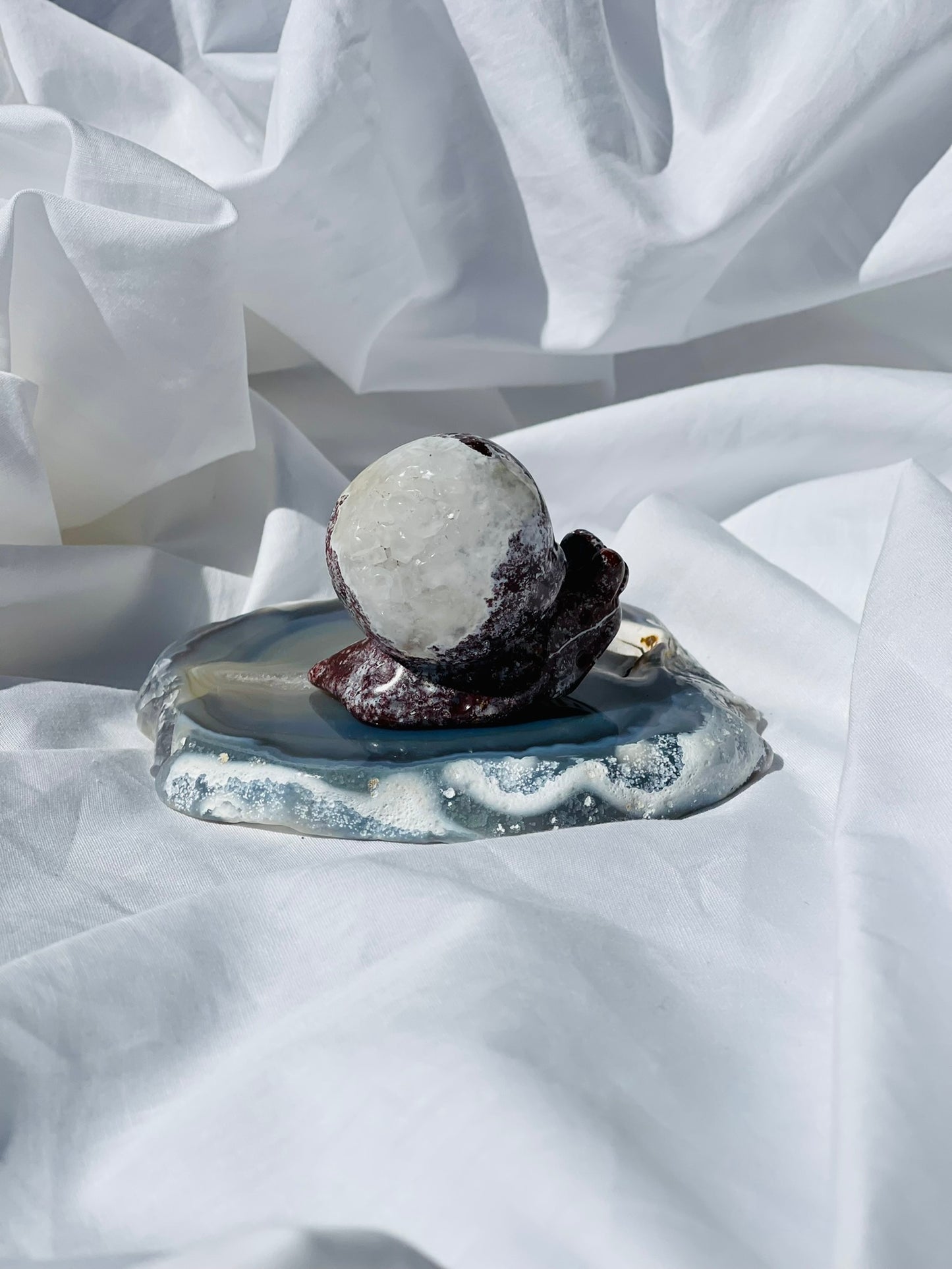 Ocean Jasper Snail