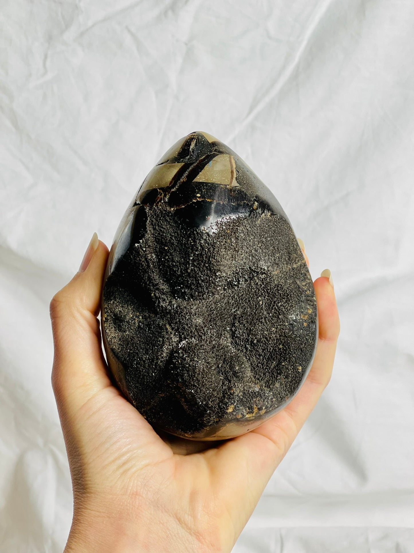 Black Septarian Egg