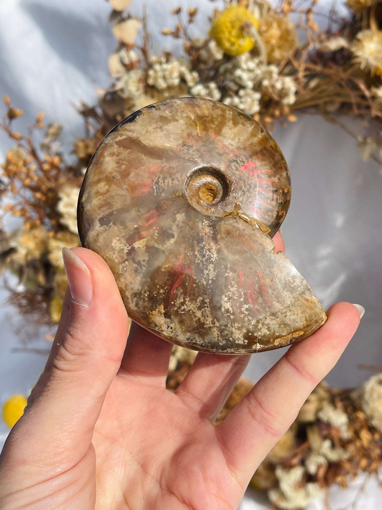 Opalised Ammonite Fossil