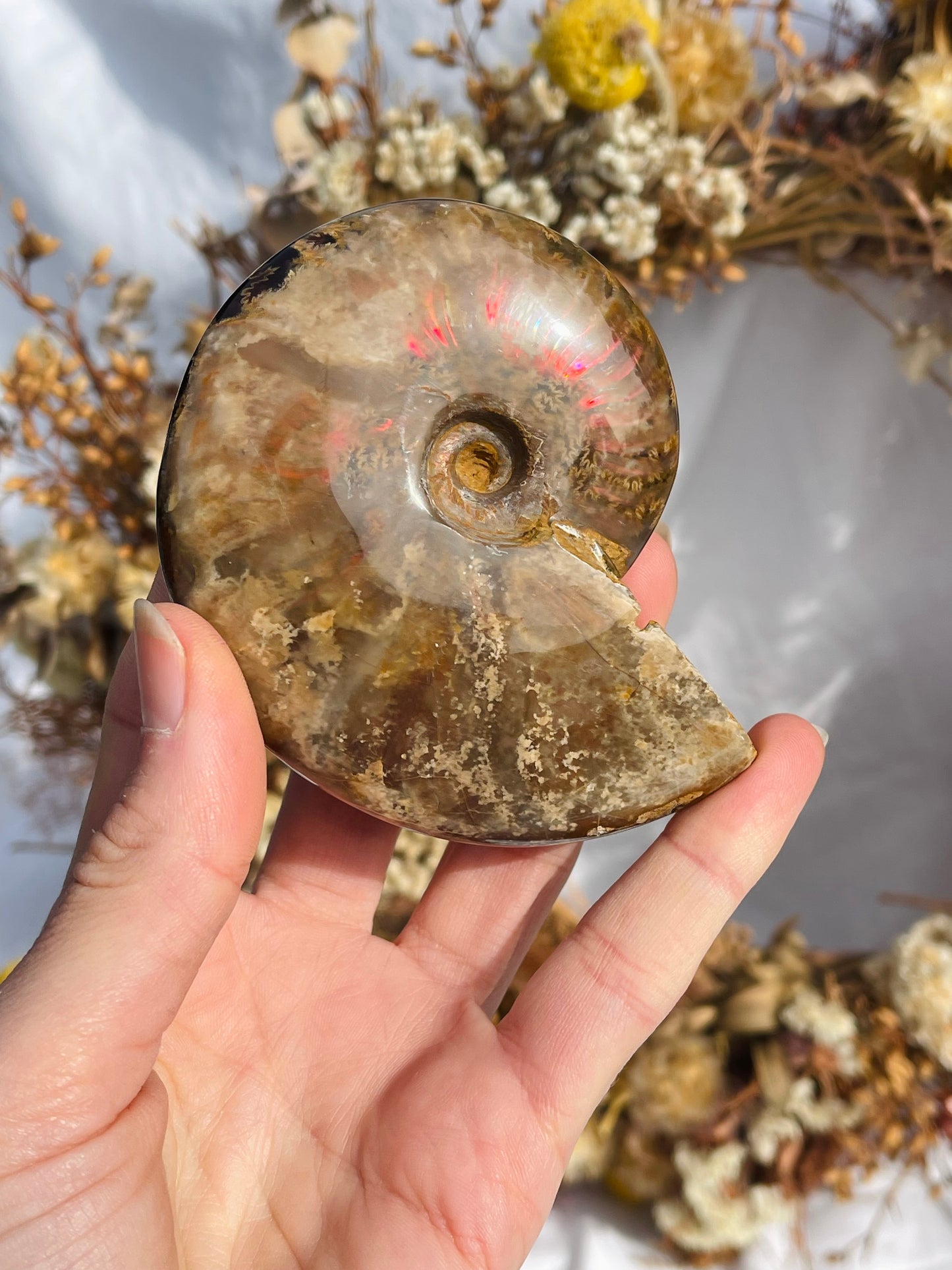 Opalised Ammonite Fossil