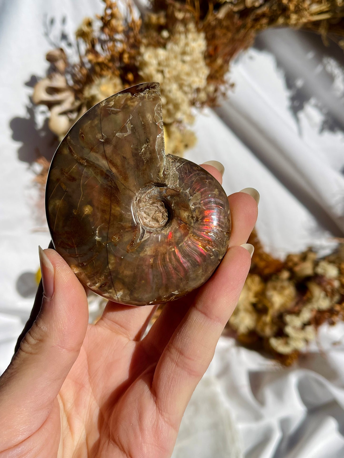 Opalised Ammonite Fossil
