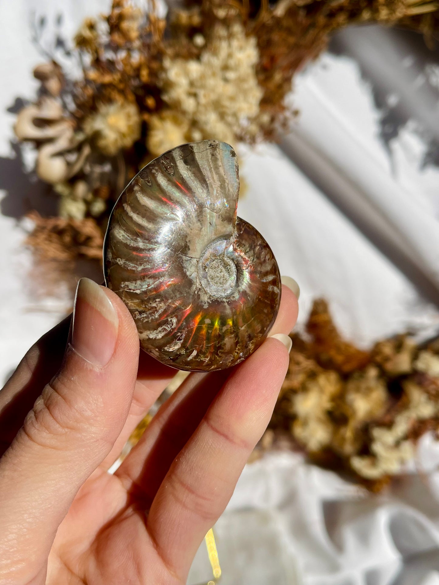 Opalised Ammonite Fossil
