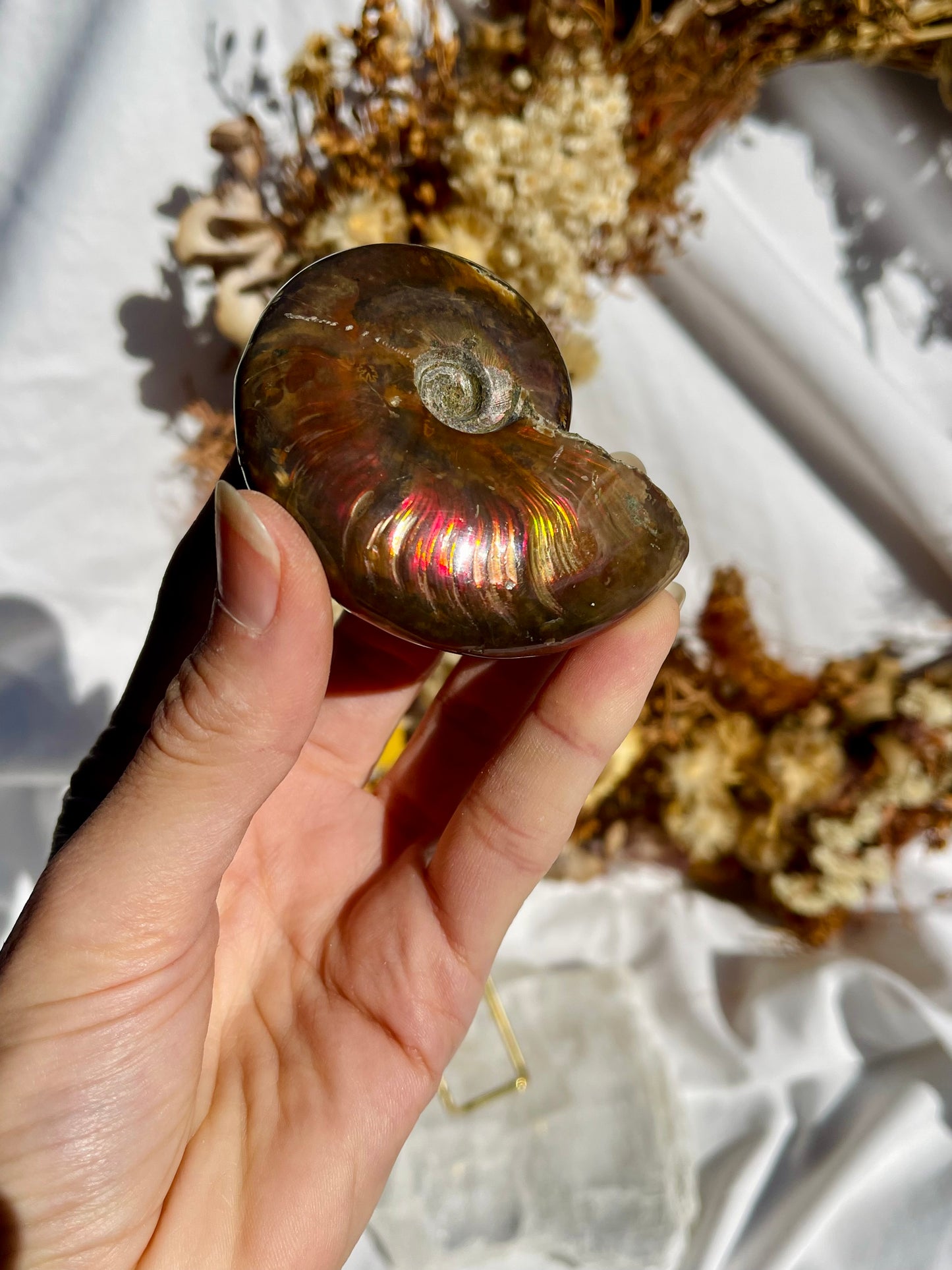 Opalised Ammonite Fossil
