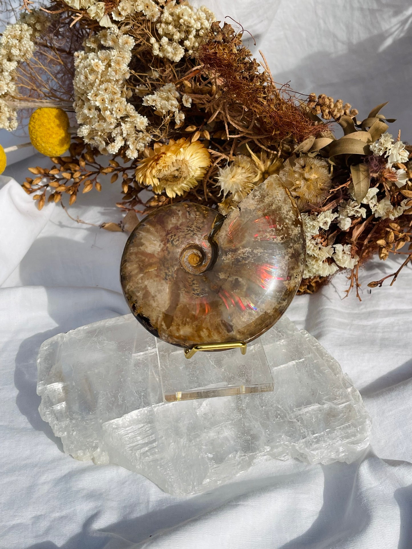 Opalised Ammonite Fossil