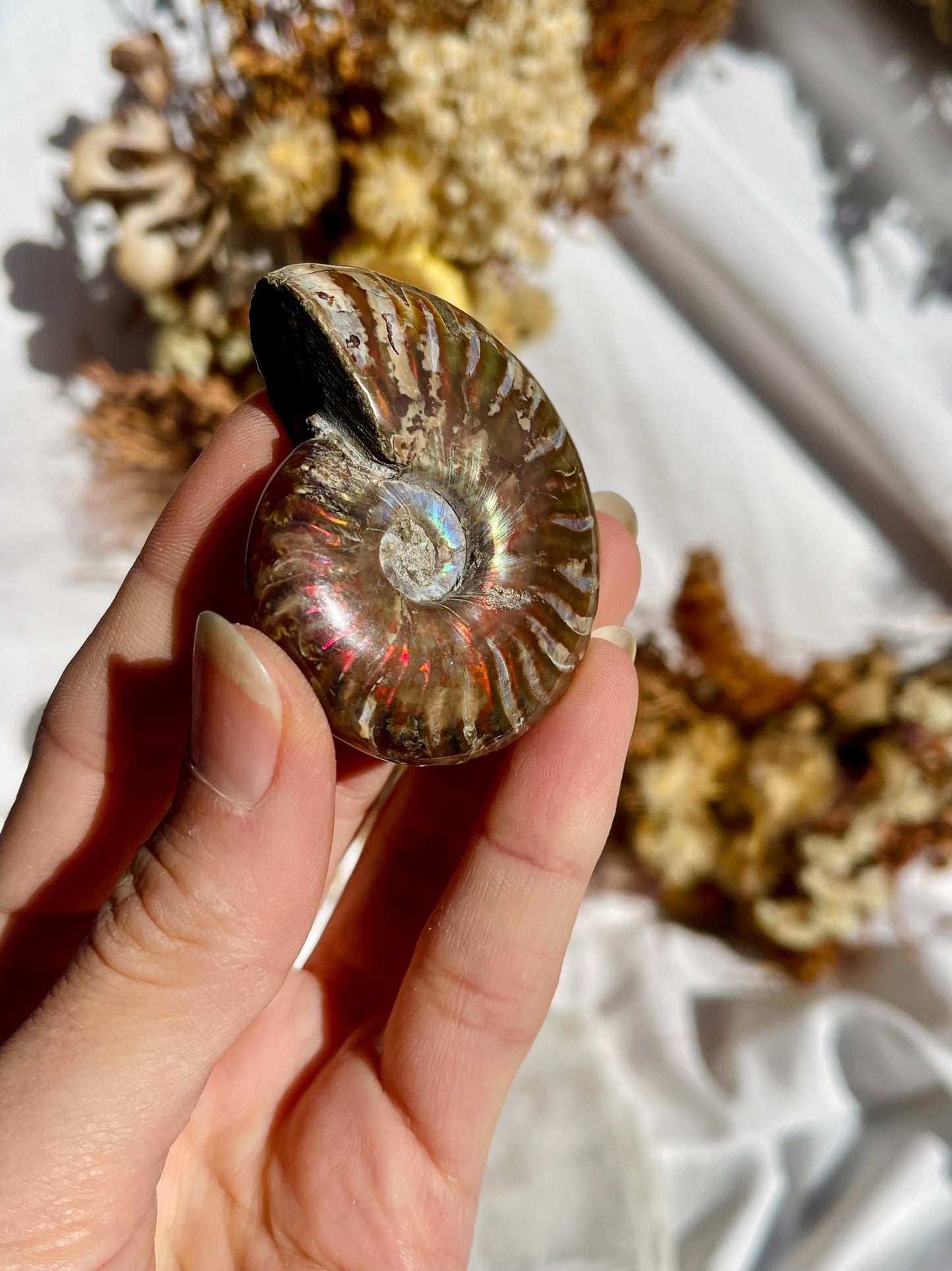 Opalised Ammonite Fossil