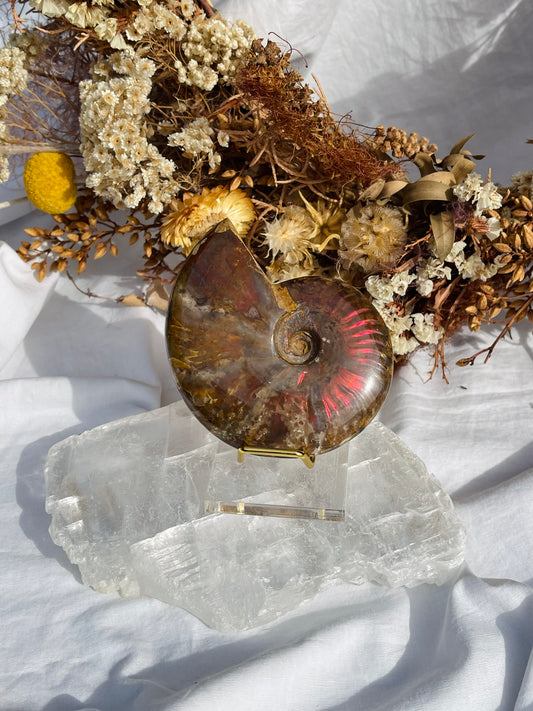 Opalised Ammonite Fossil