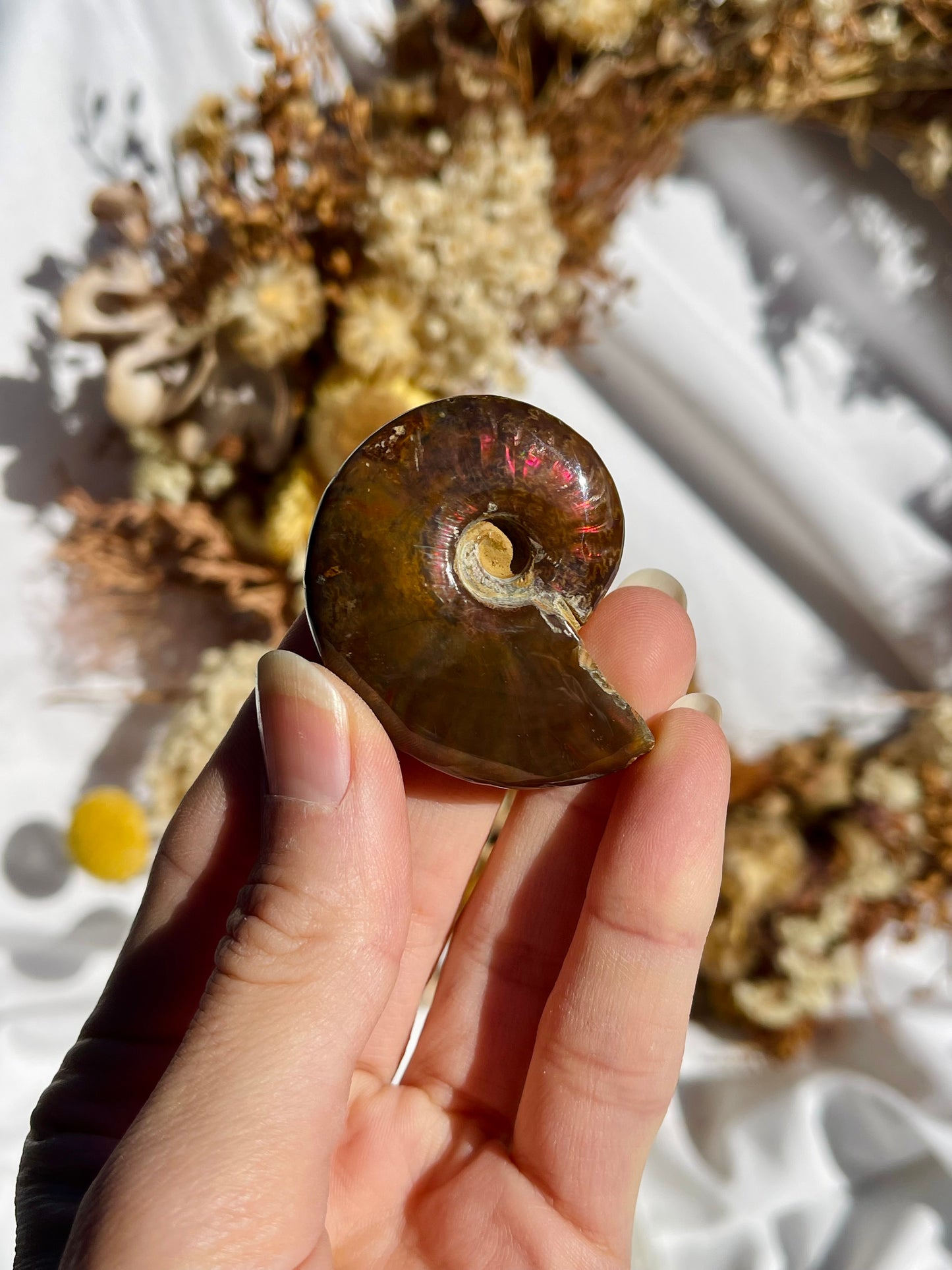Opalised Ammonite Fossil