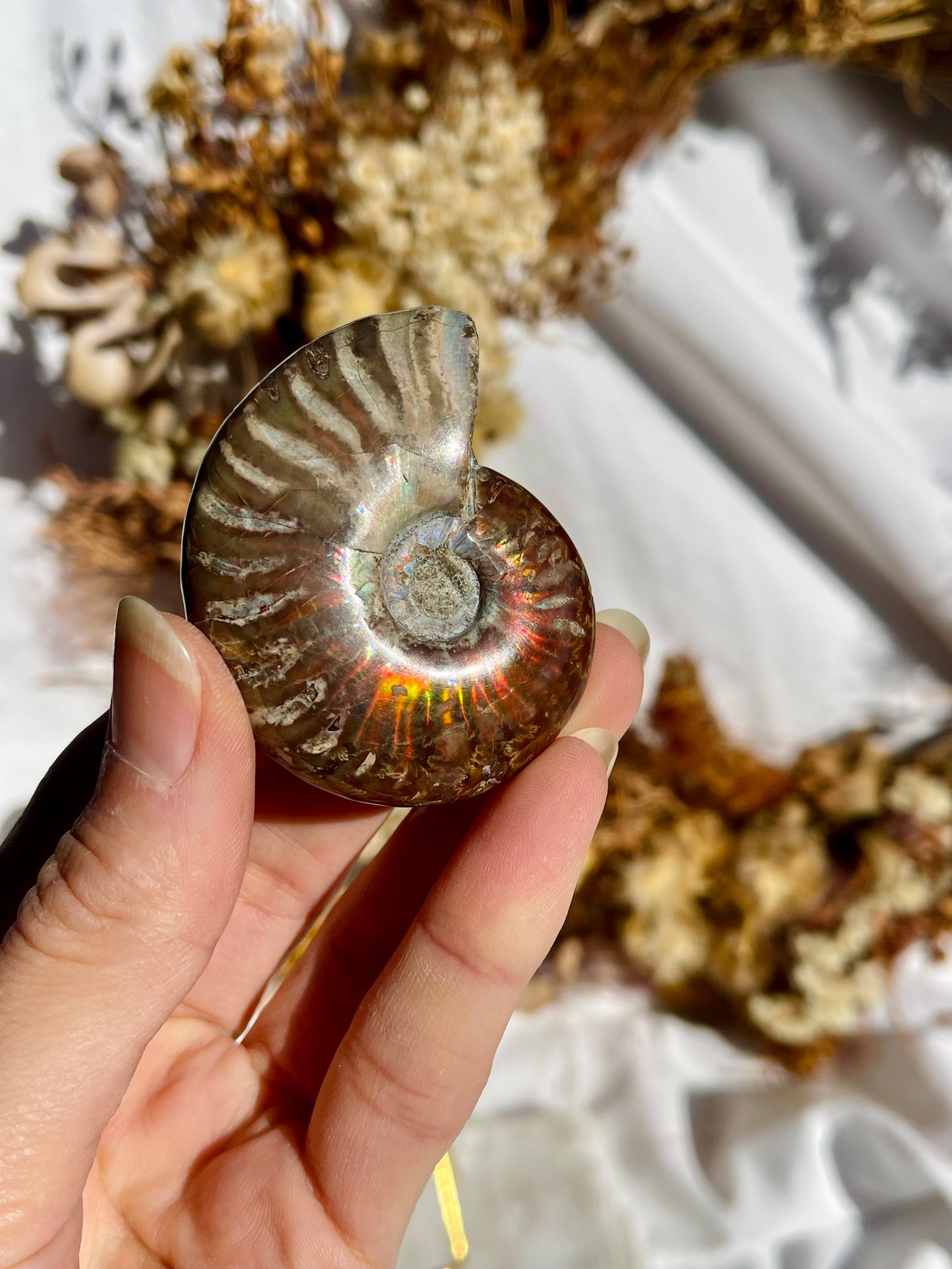 Opalised Ammonite Fossil