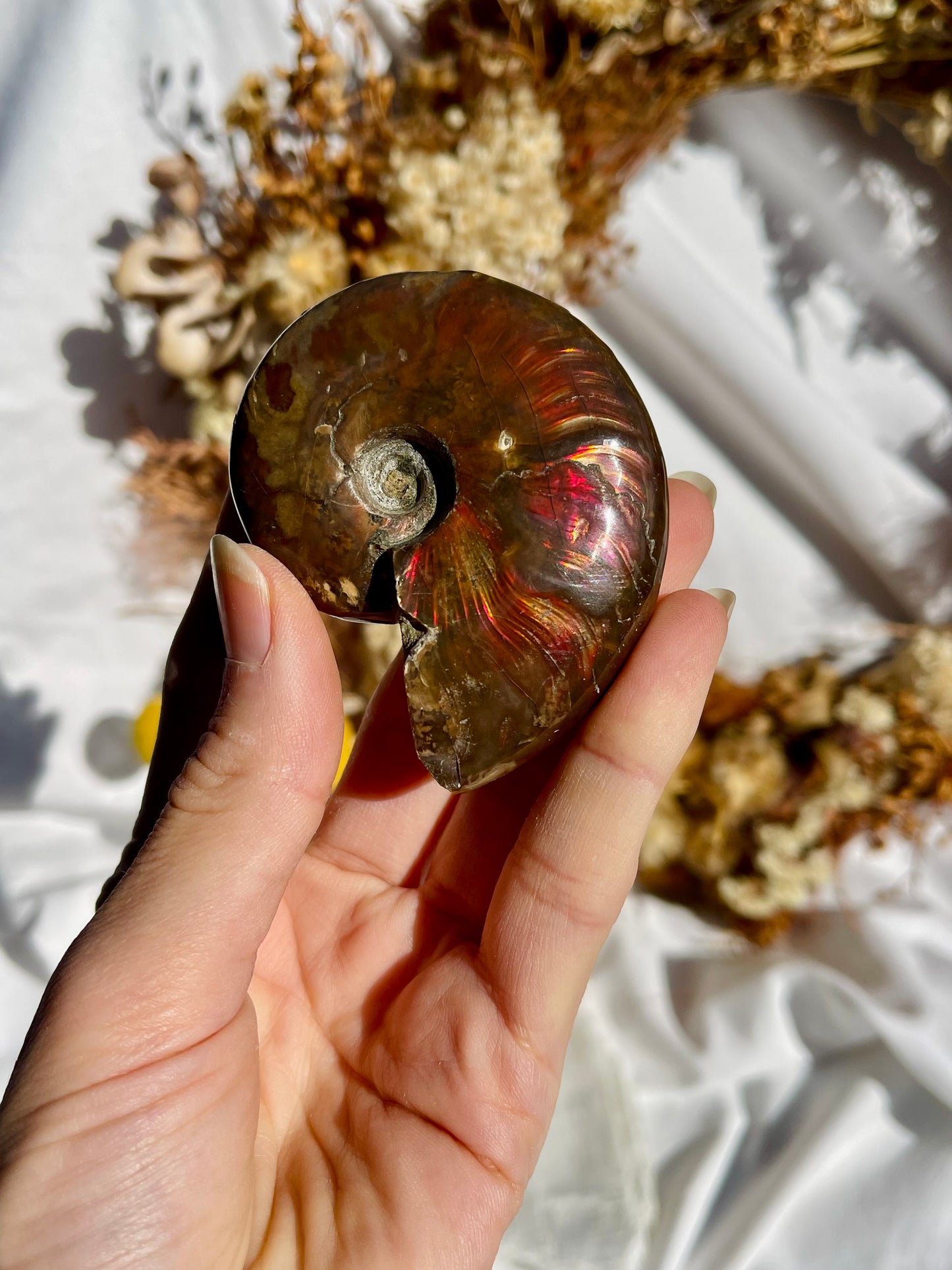 Opalised Ammonite Fossil