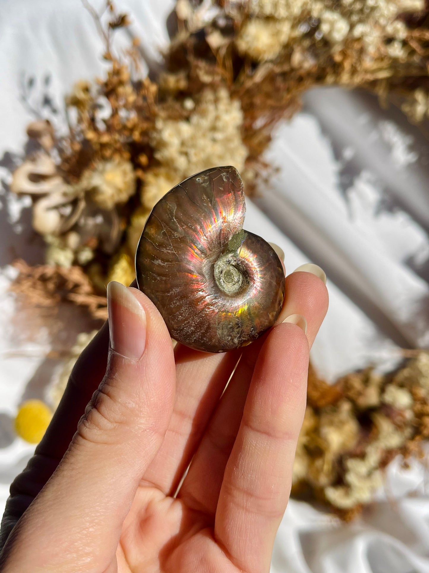 Opalised Ammonite Fossil