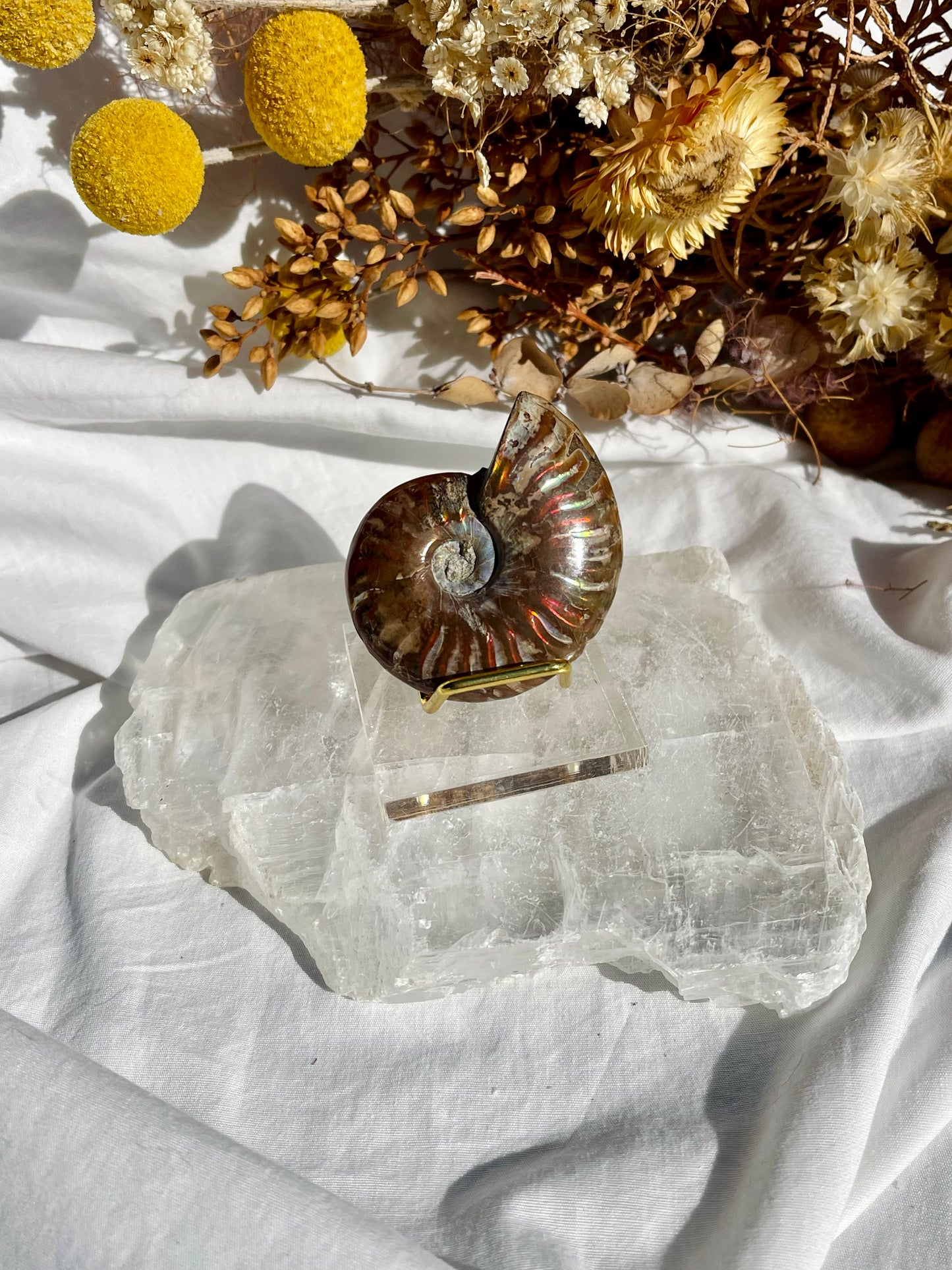 Opalised Ammonite Fossil