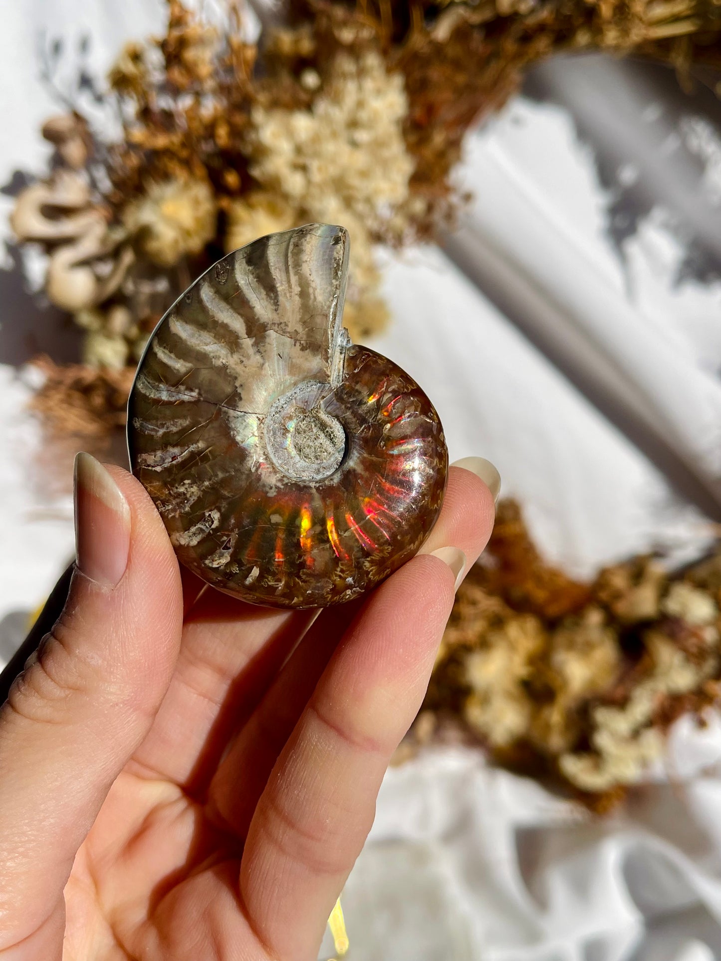 Opalised Ammonite Fossil