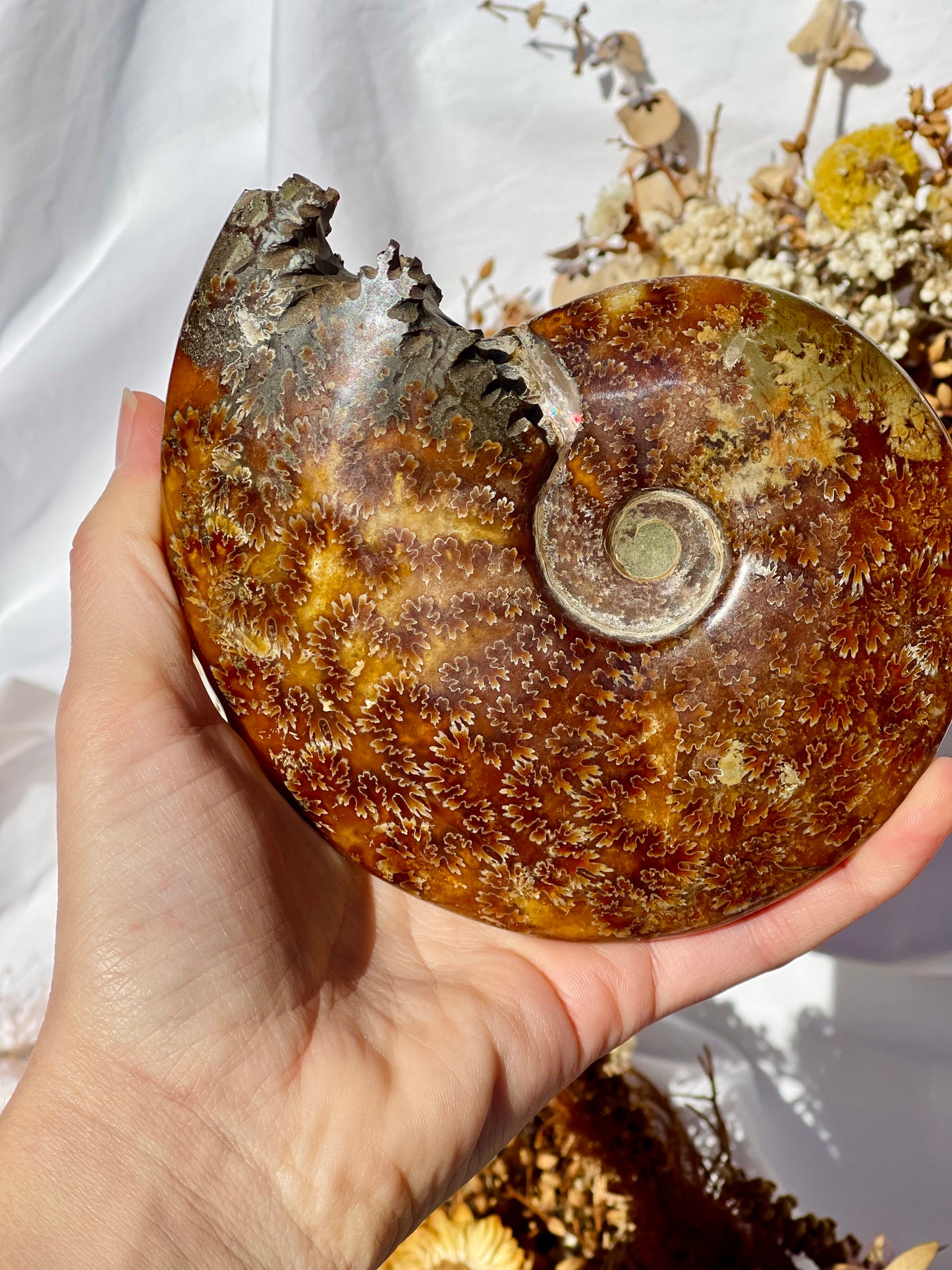 Ammonite Fossil