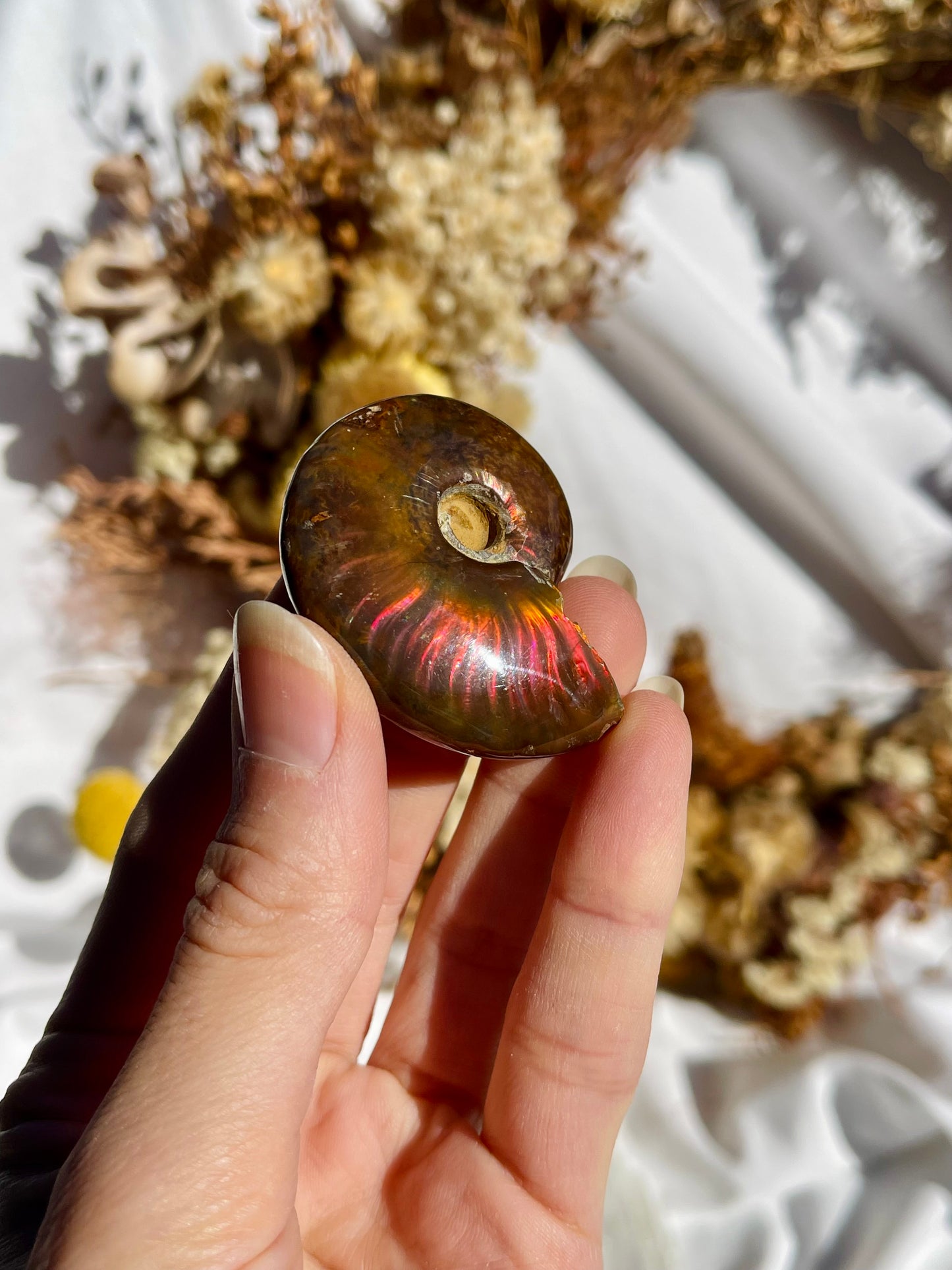 Opalised Ammonite Fossil